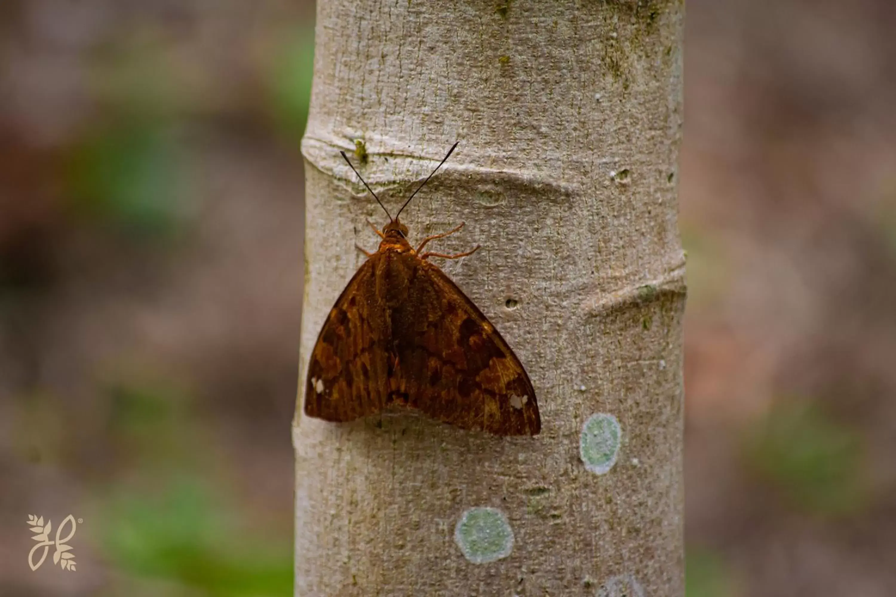 Animals, Other Animals in Hotel Heliconias Nature Inn & Hot Springs