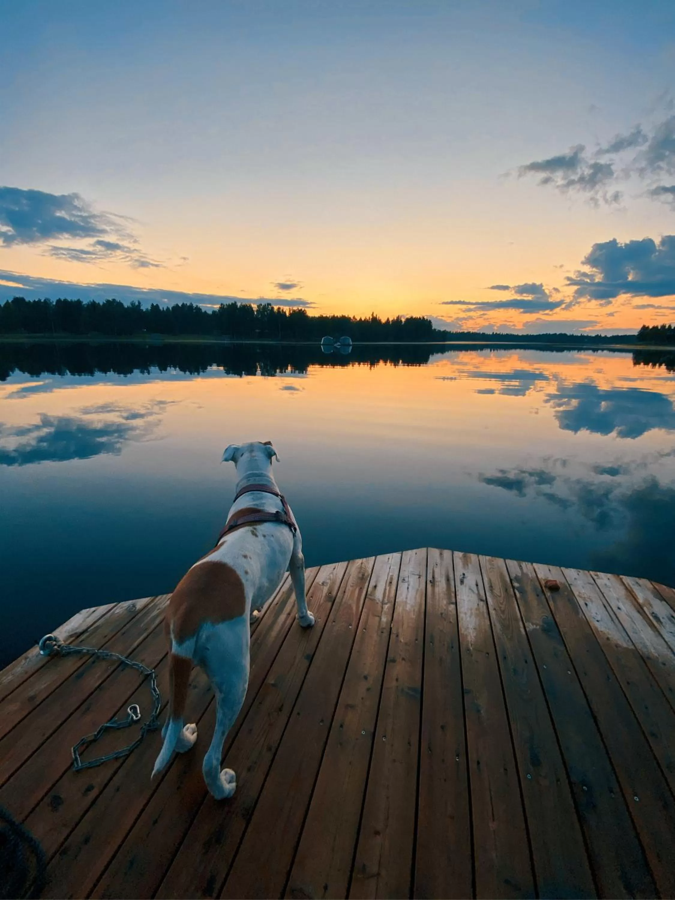 Animals in Arctic Guesthouse & Igloos