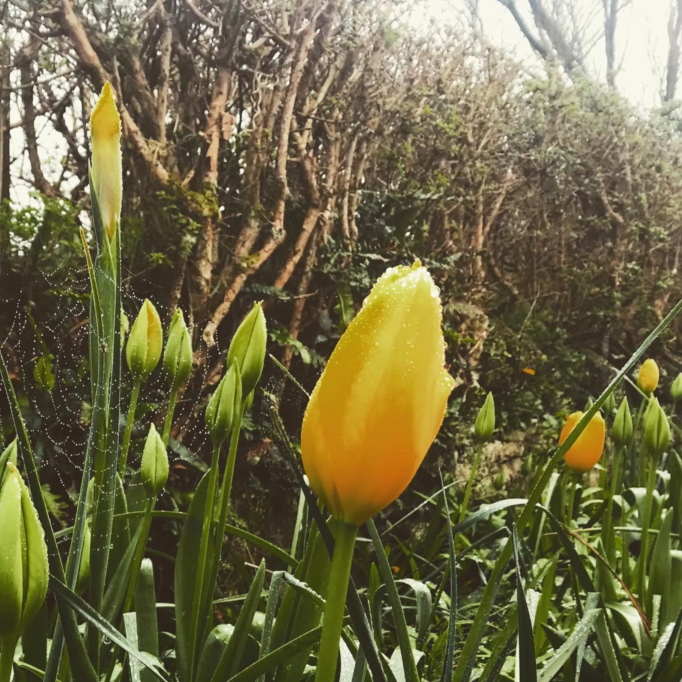 Natural landscape in Heir Island House
