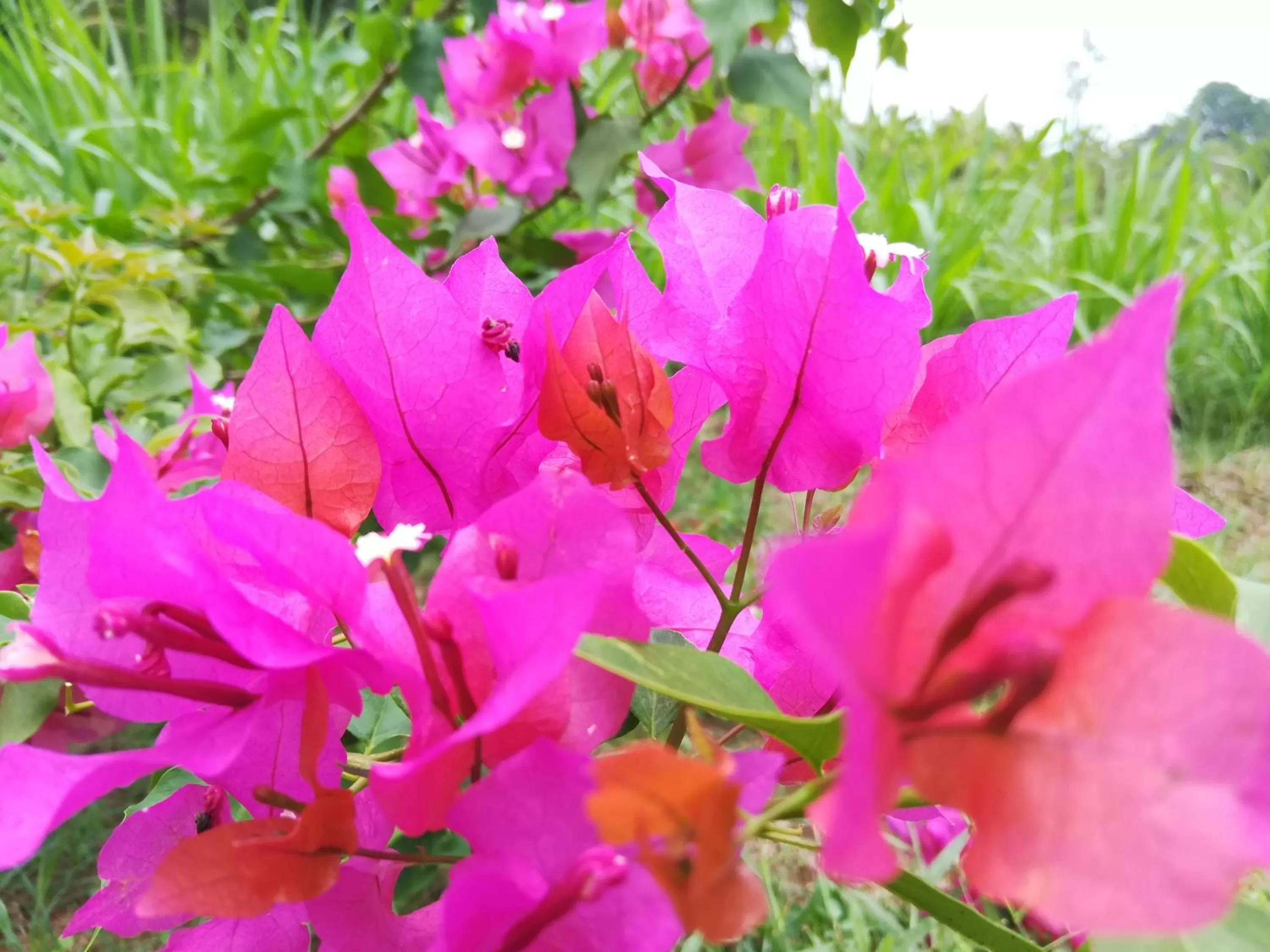 Garden in Lake Bliss