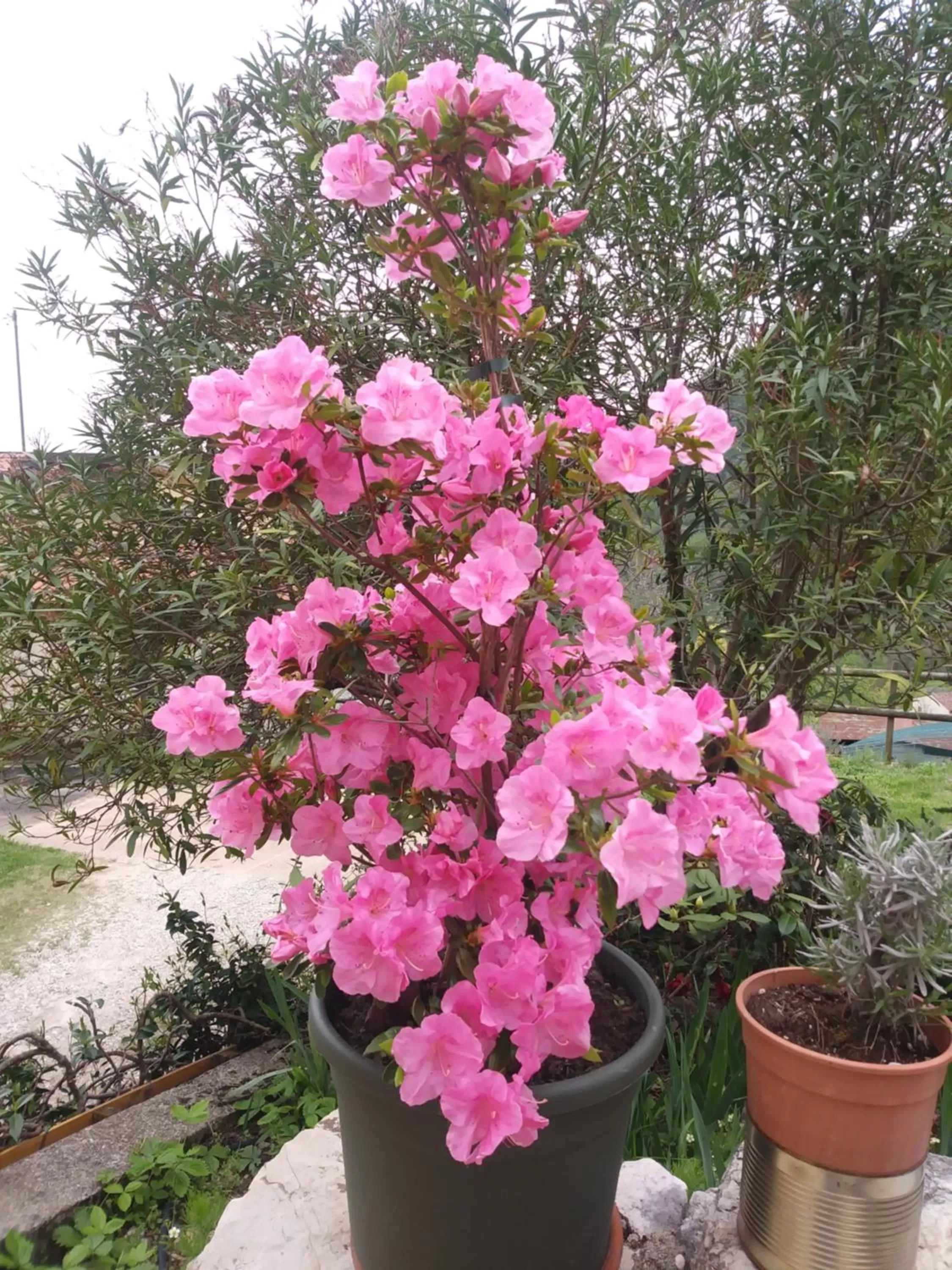 Garden view in Poggio del Sole