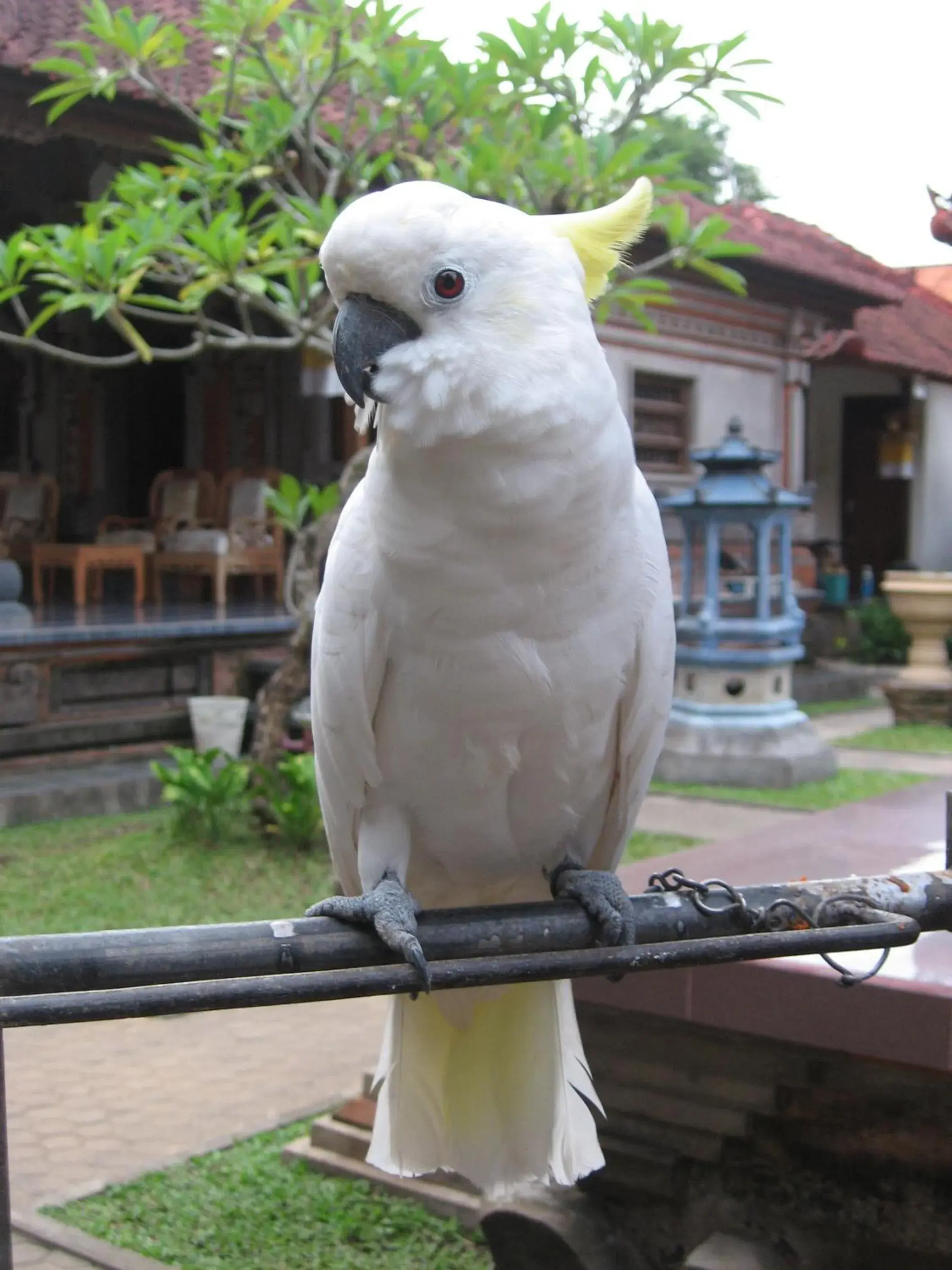 Garden, Other Animals in Nick's Homestay