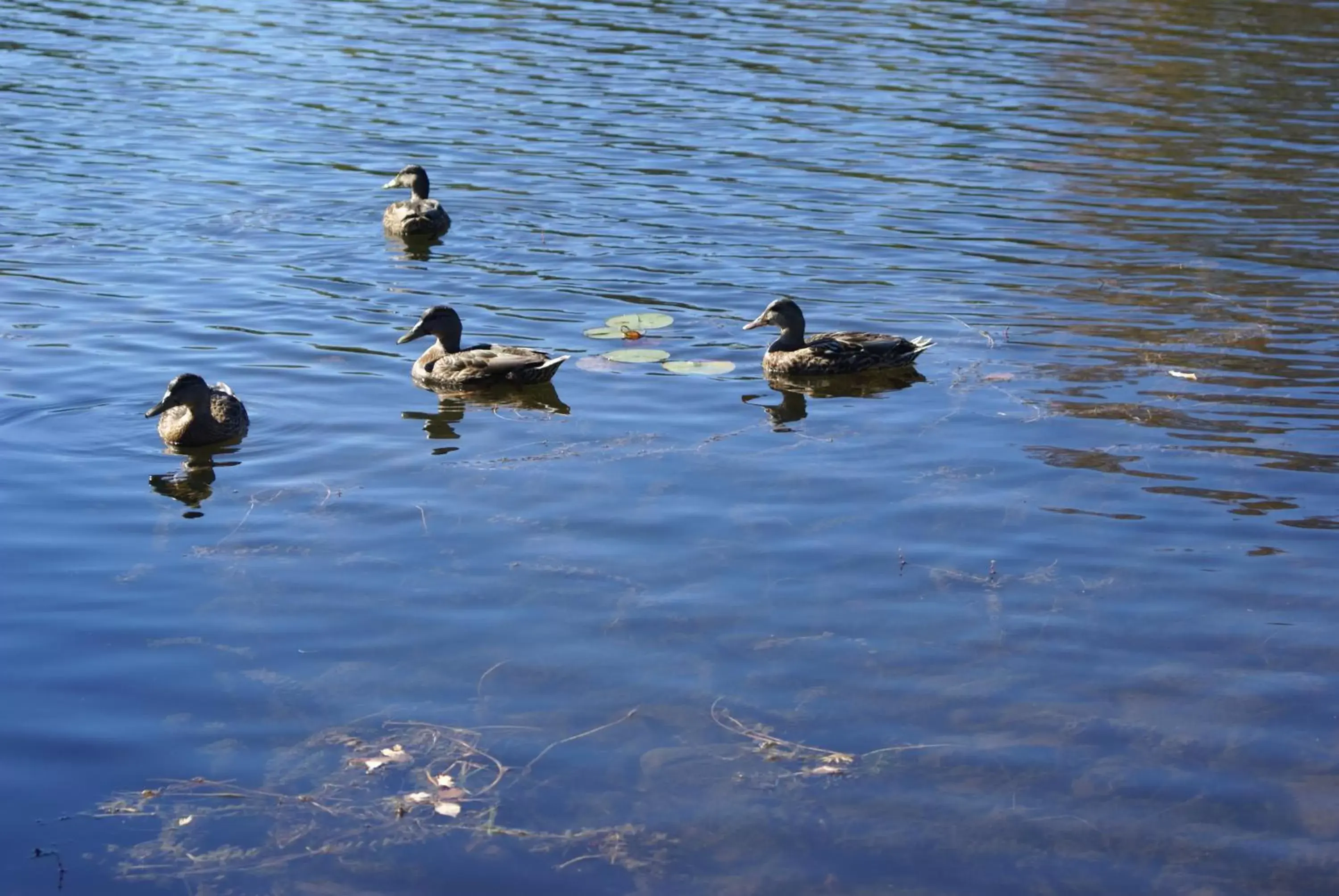 Nearby landmark, Other Animals in Liftlock Guest House