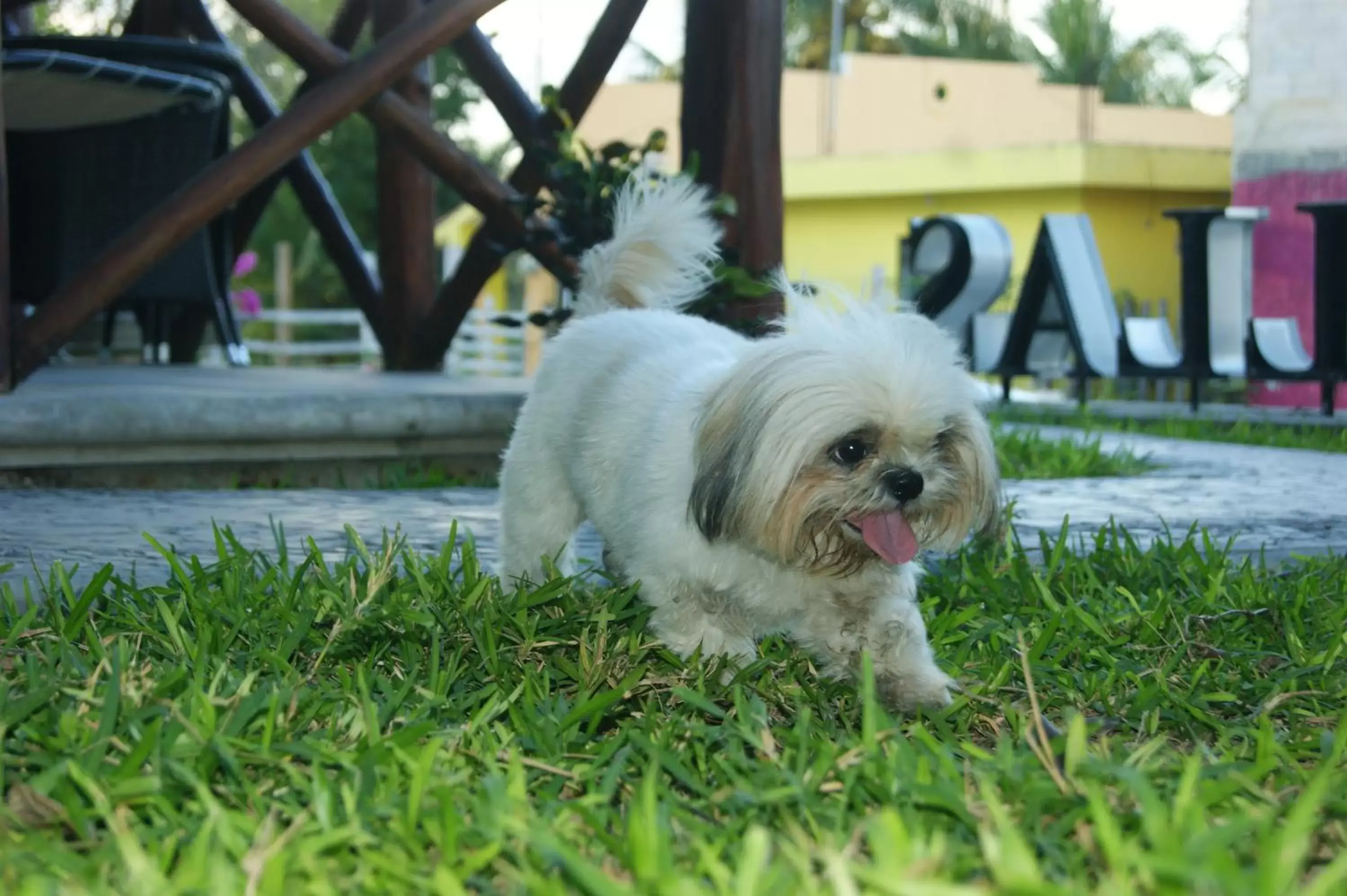 Pets in Hotel Pancho Villas Bacalar Vista a Laguna