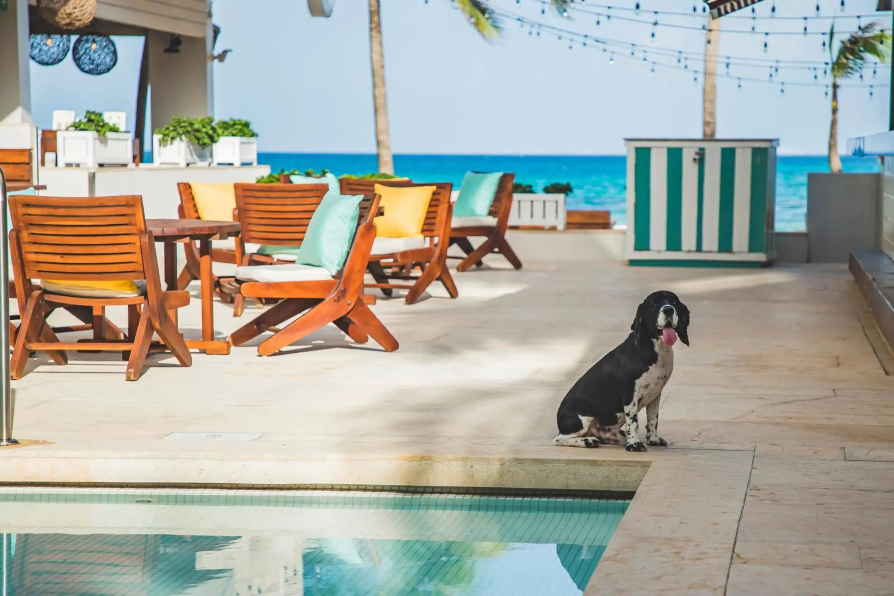 Pets in Thompson Playa del Carmen Beach House, part of Hyatt