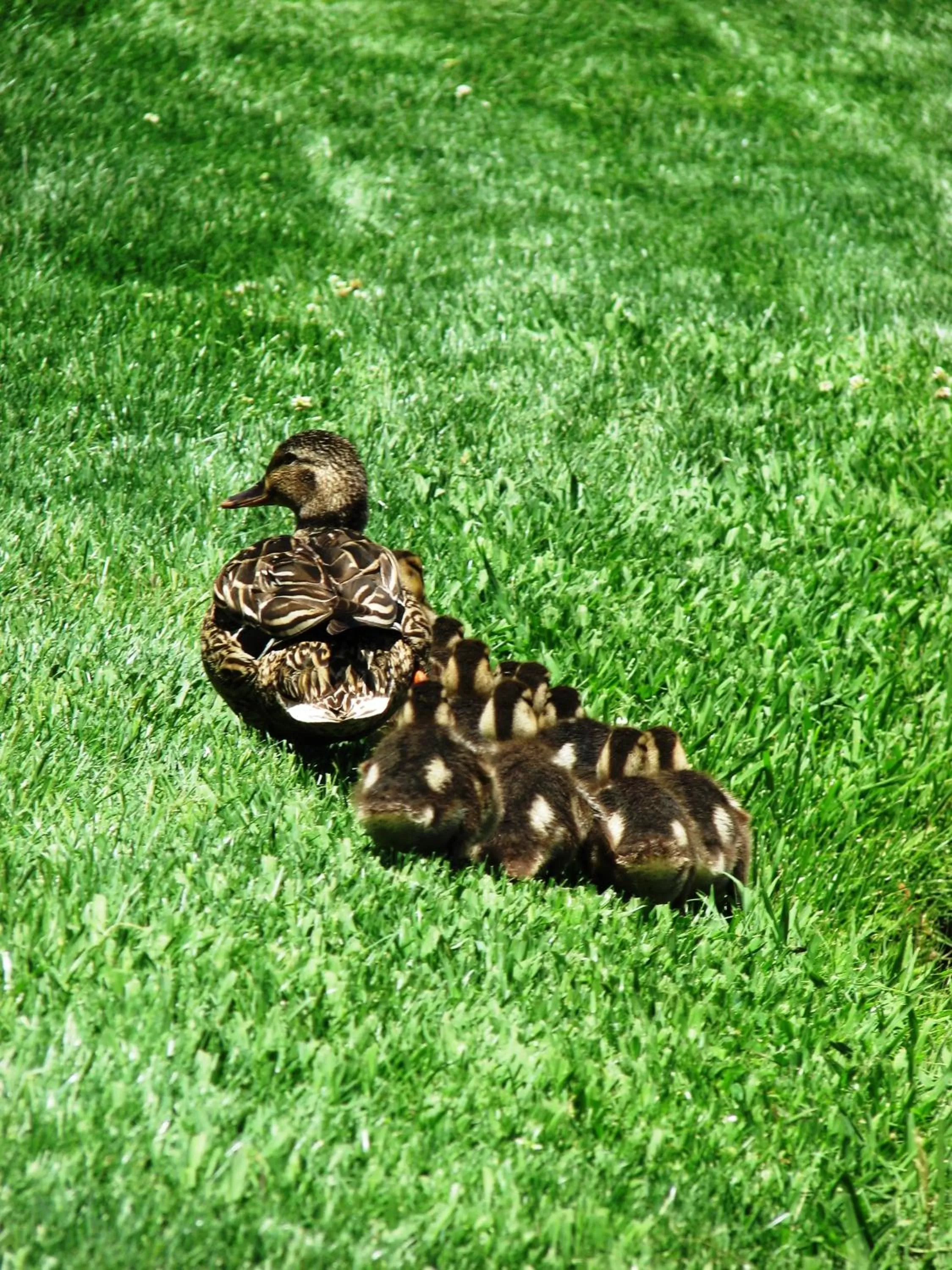 Animals in Villas at Poco Diablo