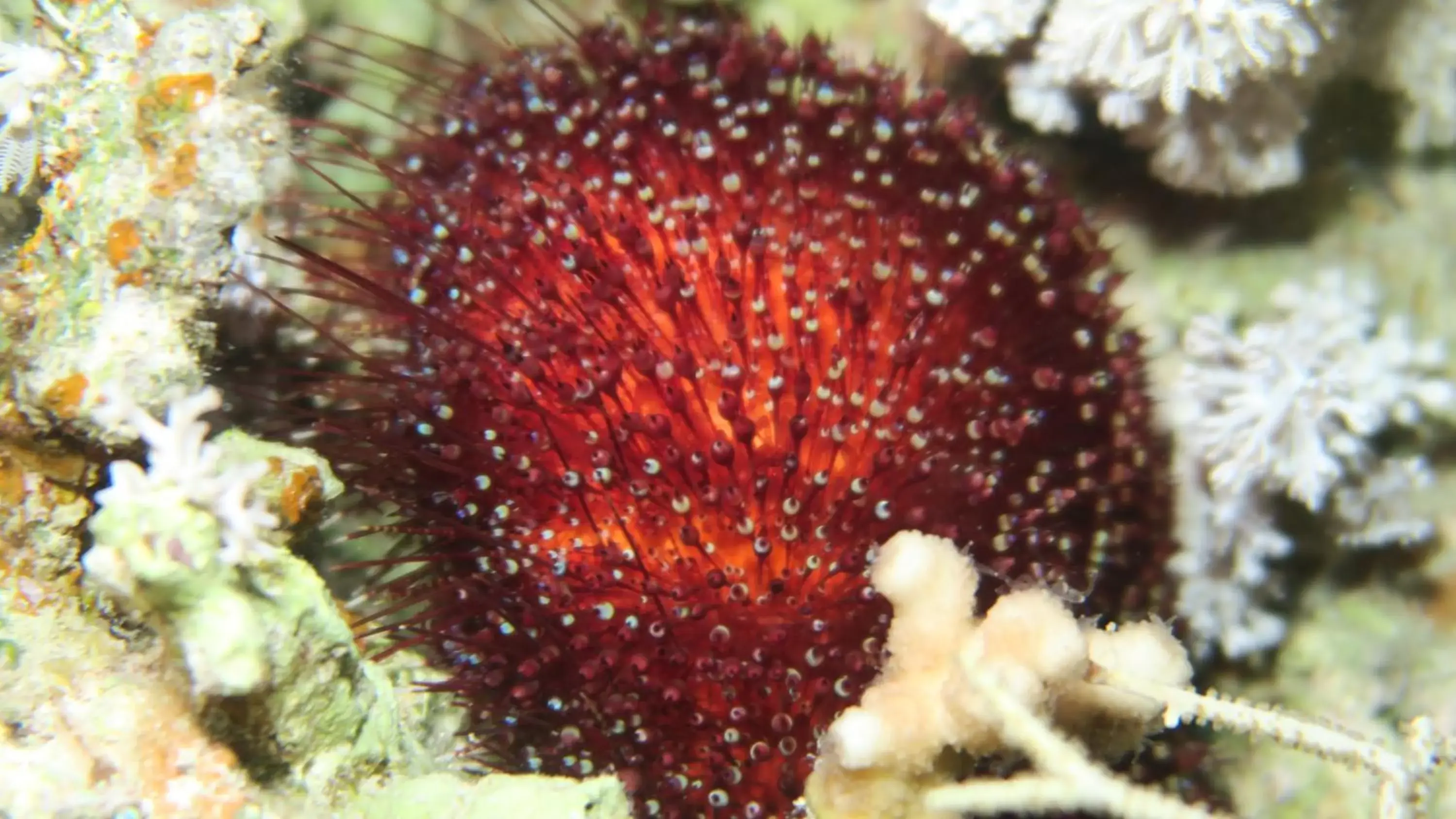 Snorkeling, Garden in Coral Sun Beach