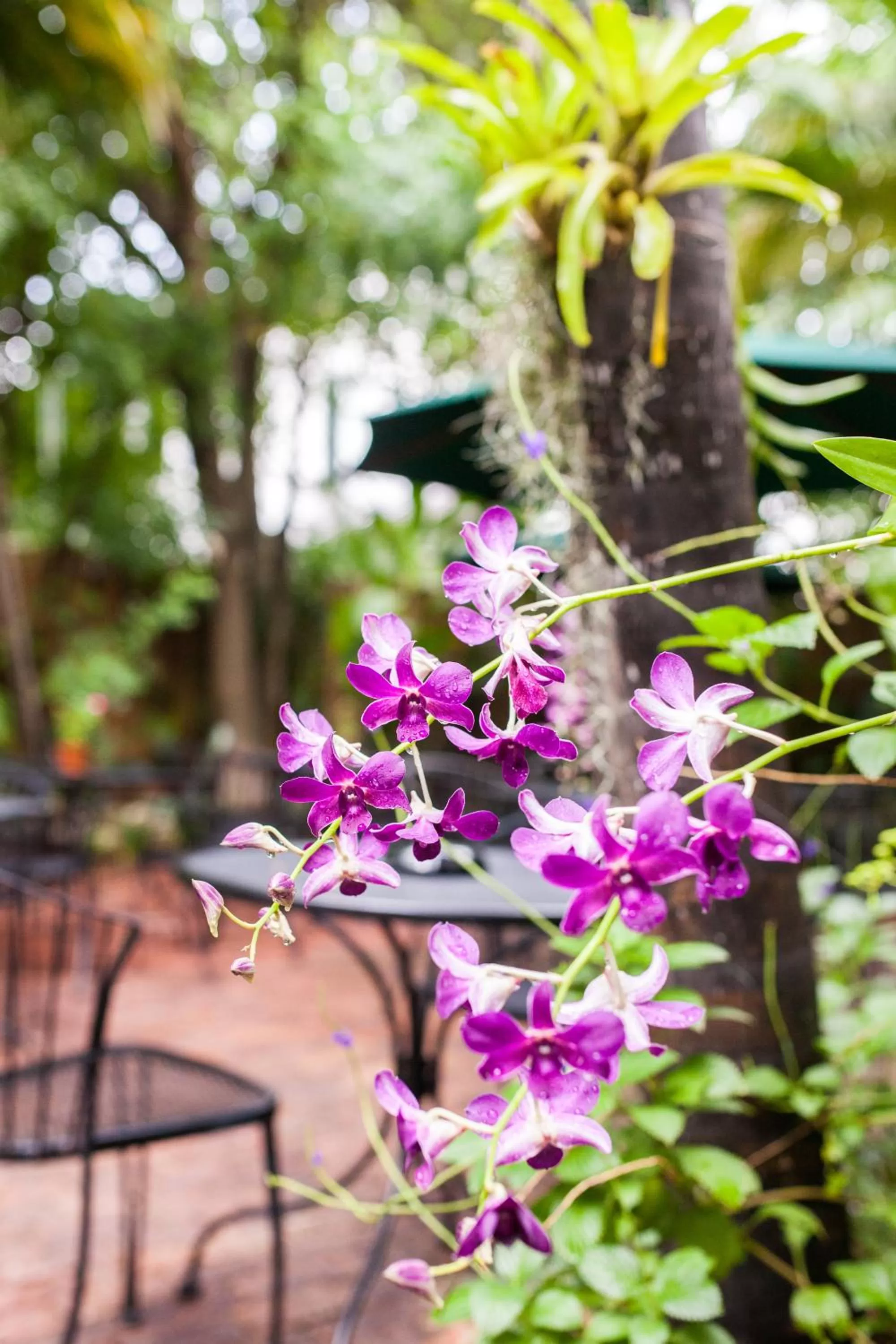 Garden in Old Town Manor