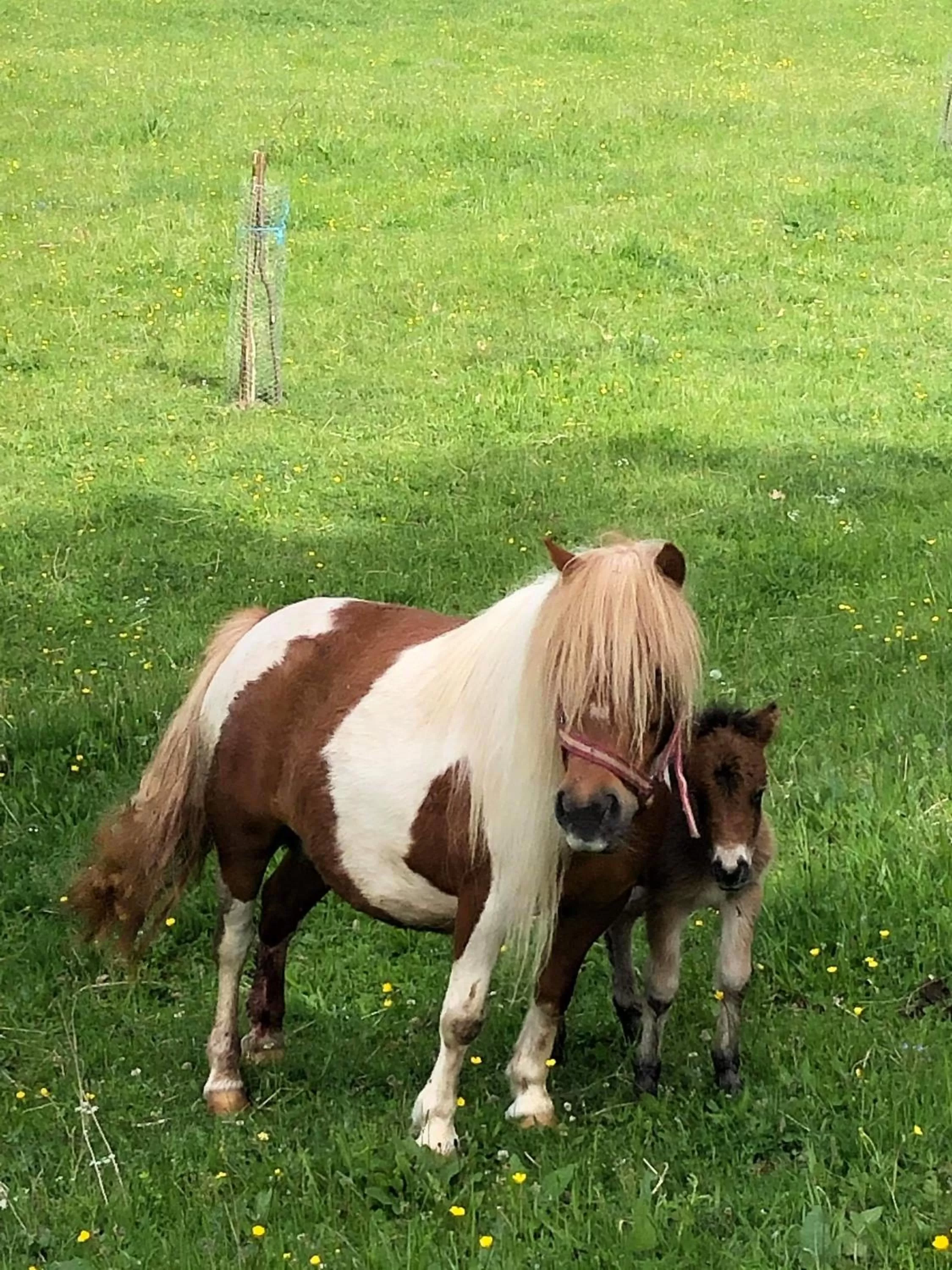 Day, Pets in Pensiunea SilvAnka