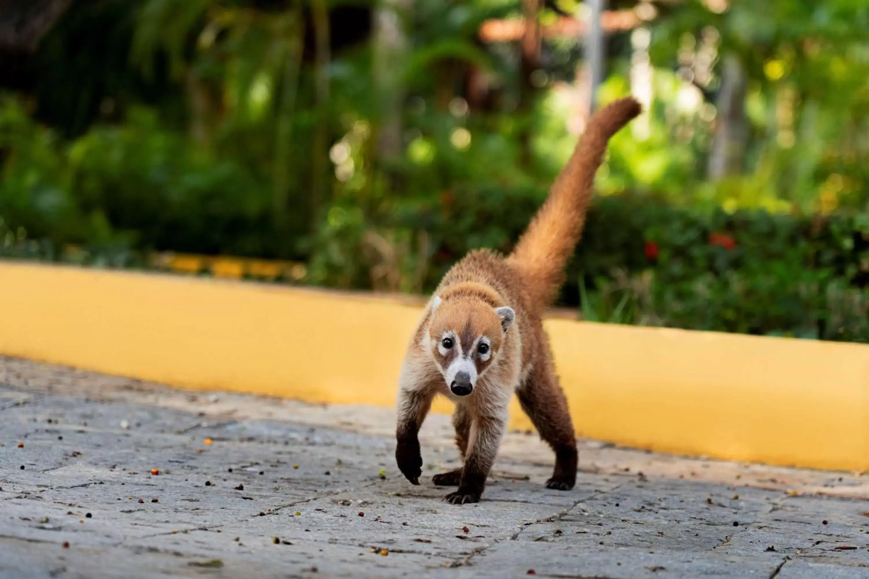 Natural landscape, Pets in Hacienda Xcanatun, Angsana Heritage Collection