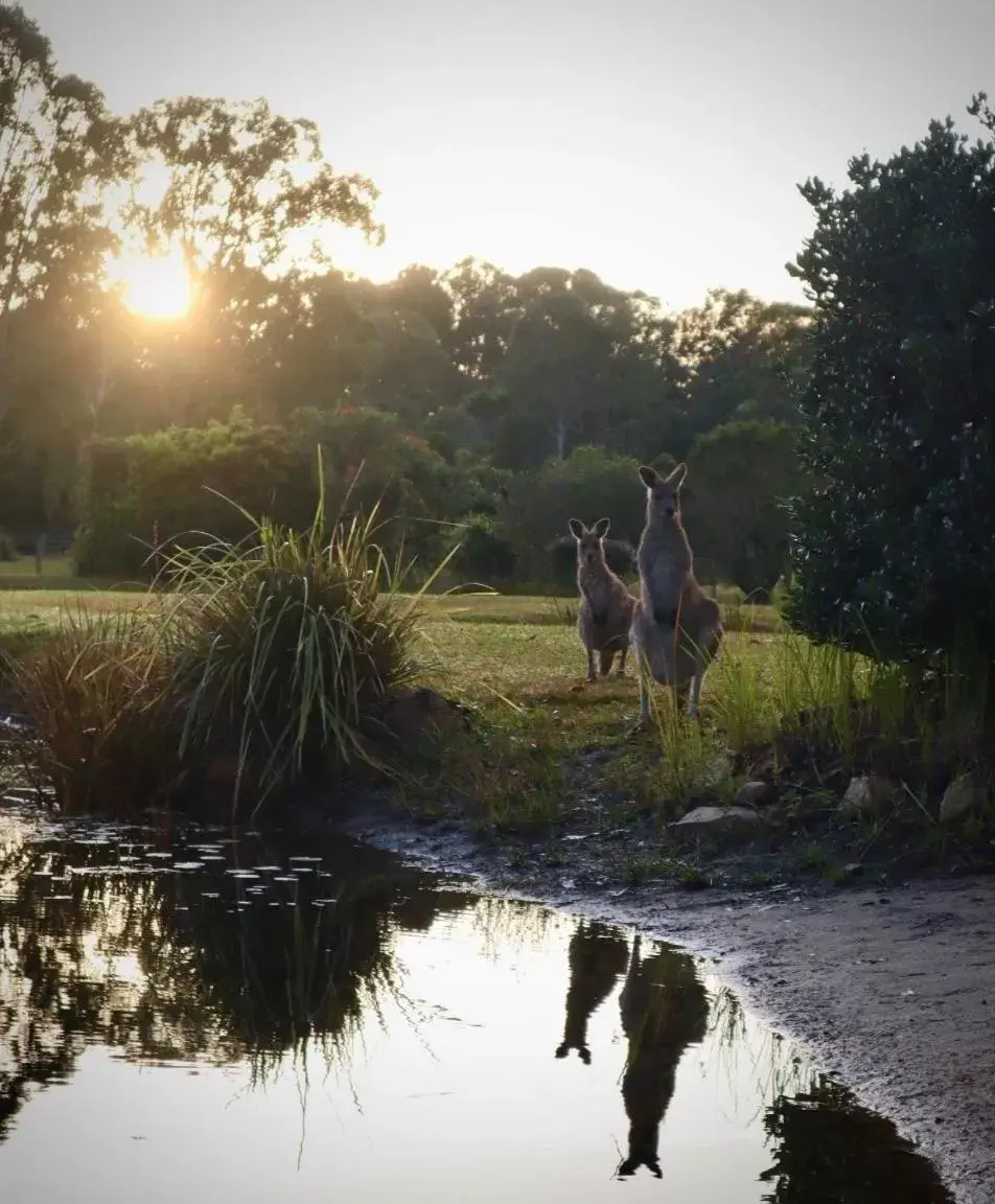 Lake Weyba Cottages Noosa