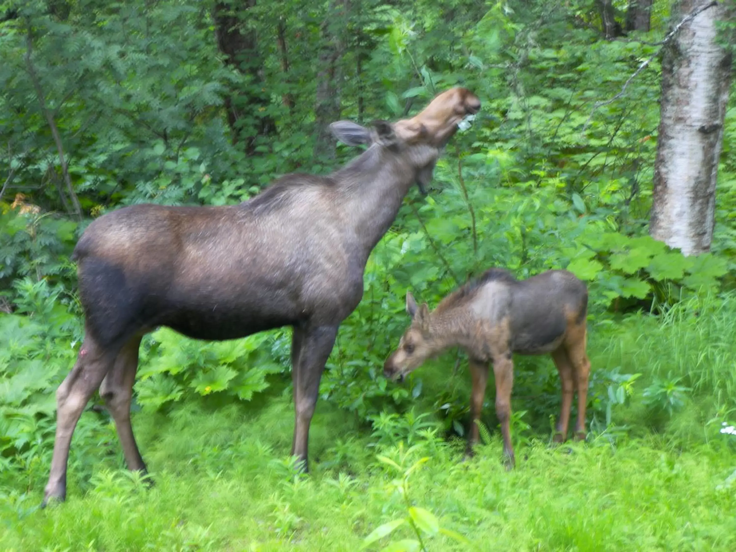 Animals, Other Animals in Grace and Bill's Freedom Hills B&B