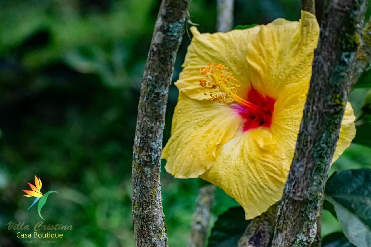 Natural landscape in Villa Cristina - Casa Boutique