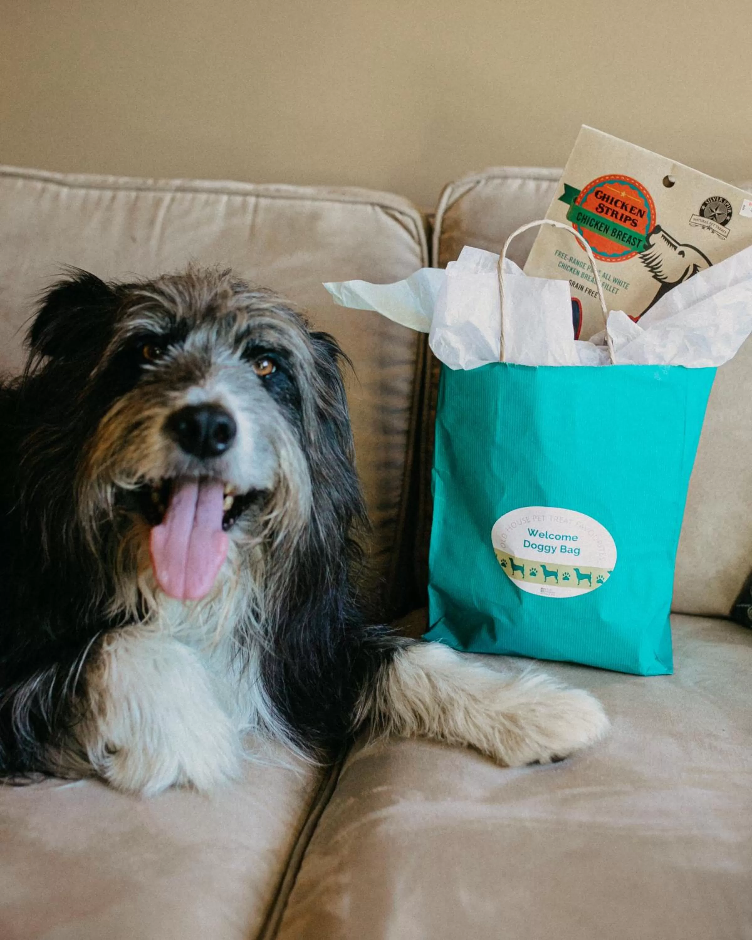 Pets in Old House Hotel