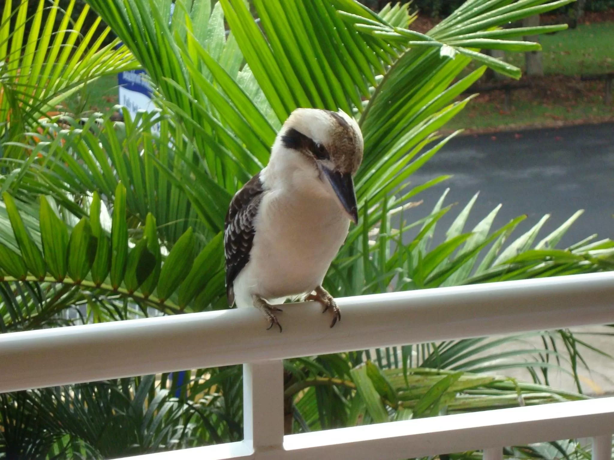 Animals in The York Beachfront Holiday Apartments