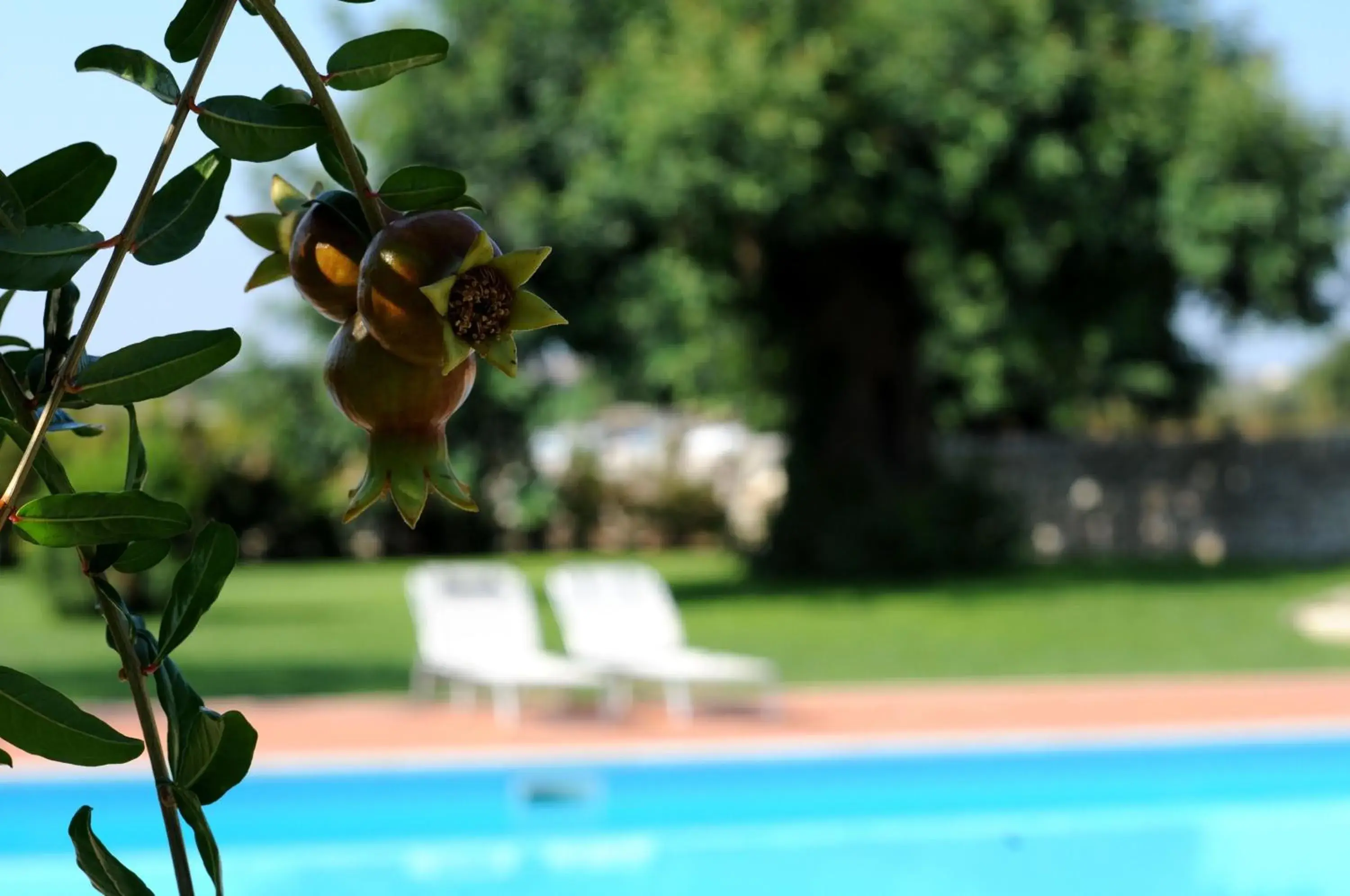 Garden, Swimming Pool in Torre Don Virgilio Country Hotel