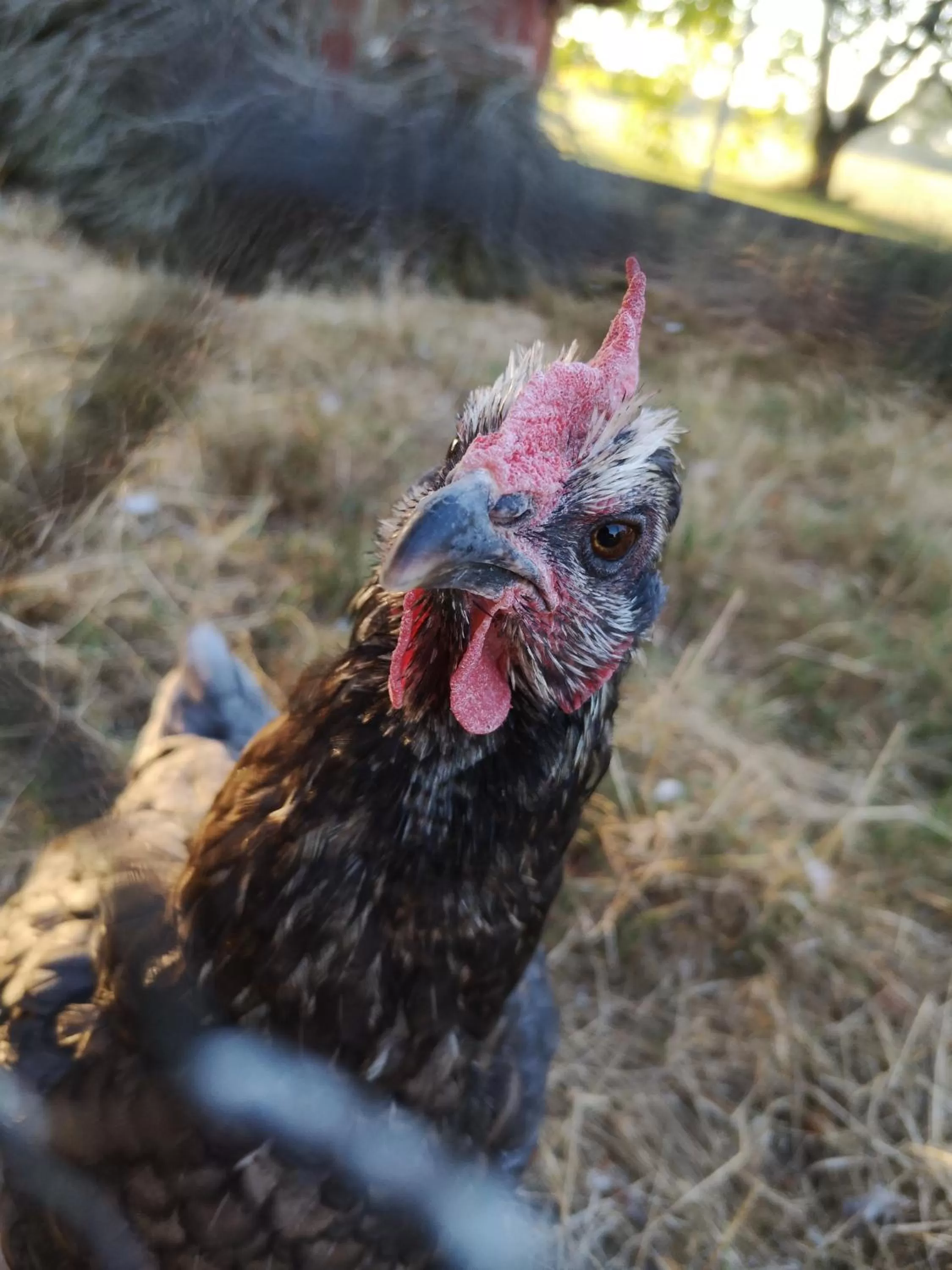 Other Animals in Domaine de la Borde