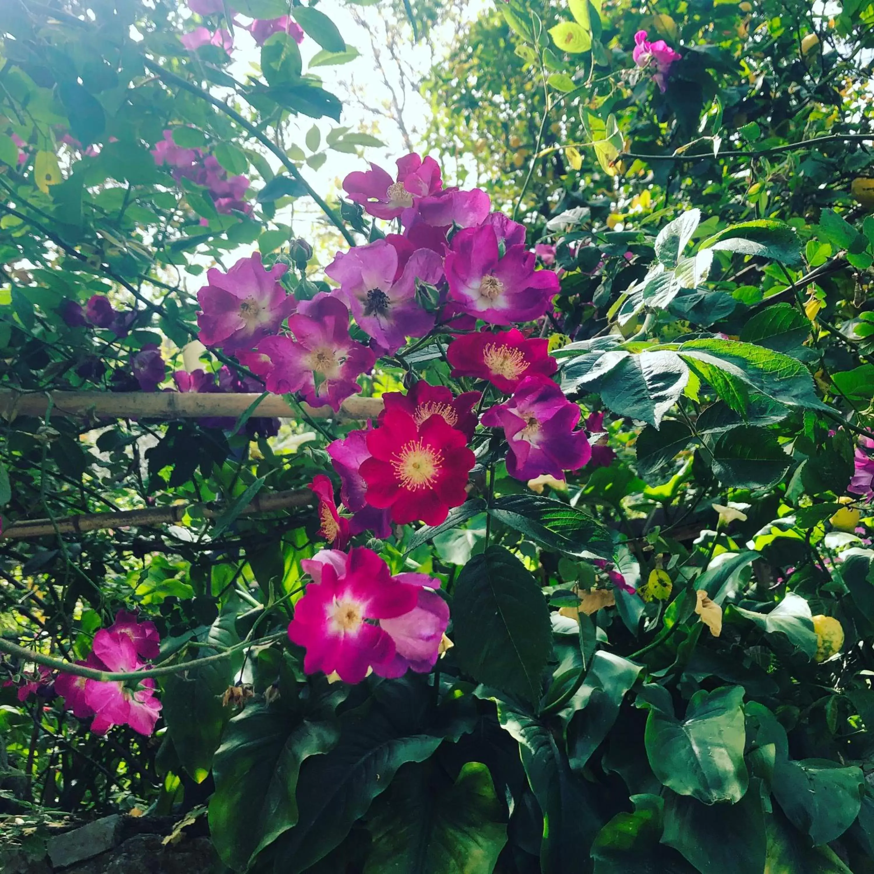 Garden in Agriturismo b&b L arancio In fiore