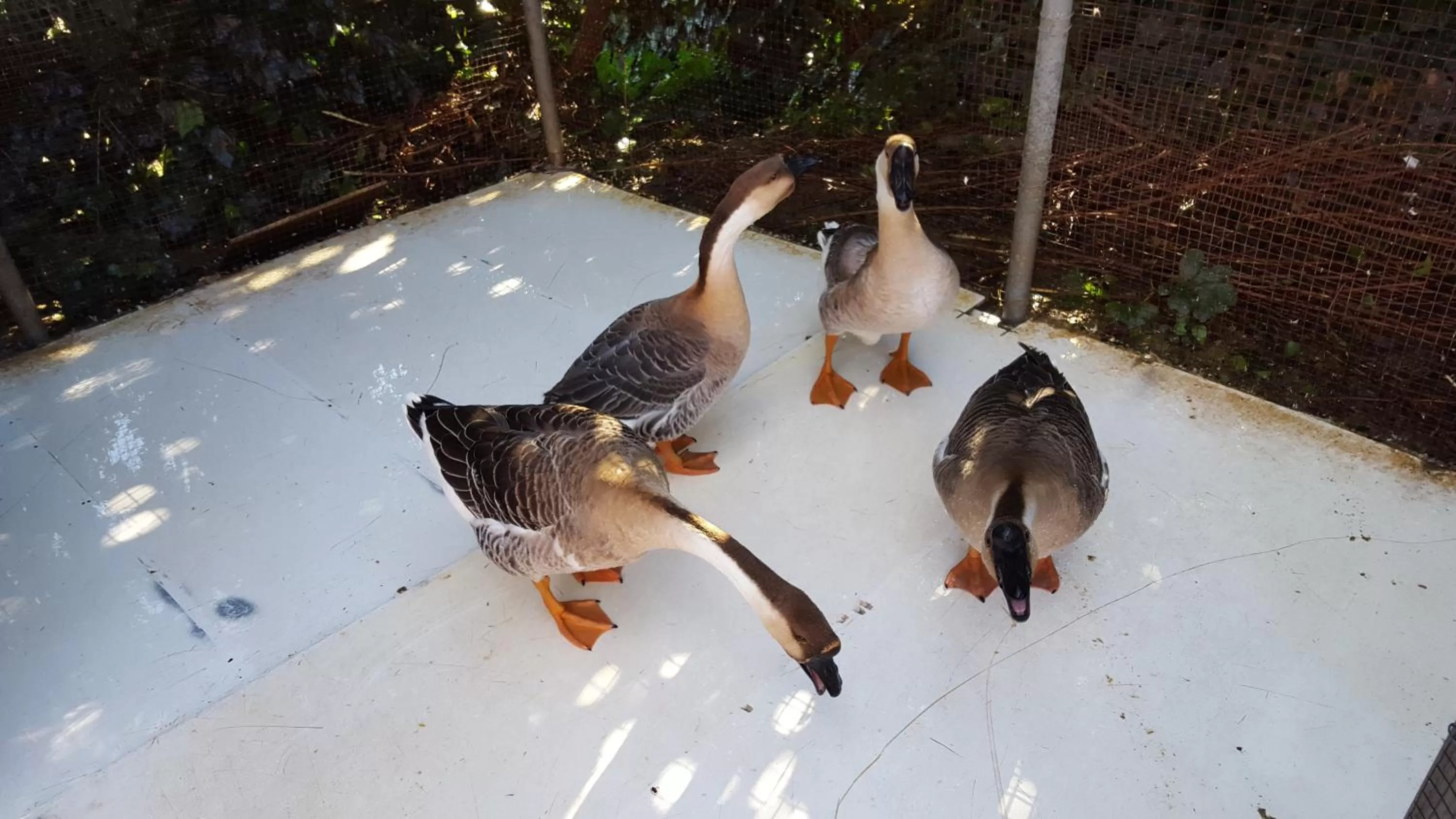 Pets, Other Animals in B&B ed affittacamere da Pietro