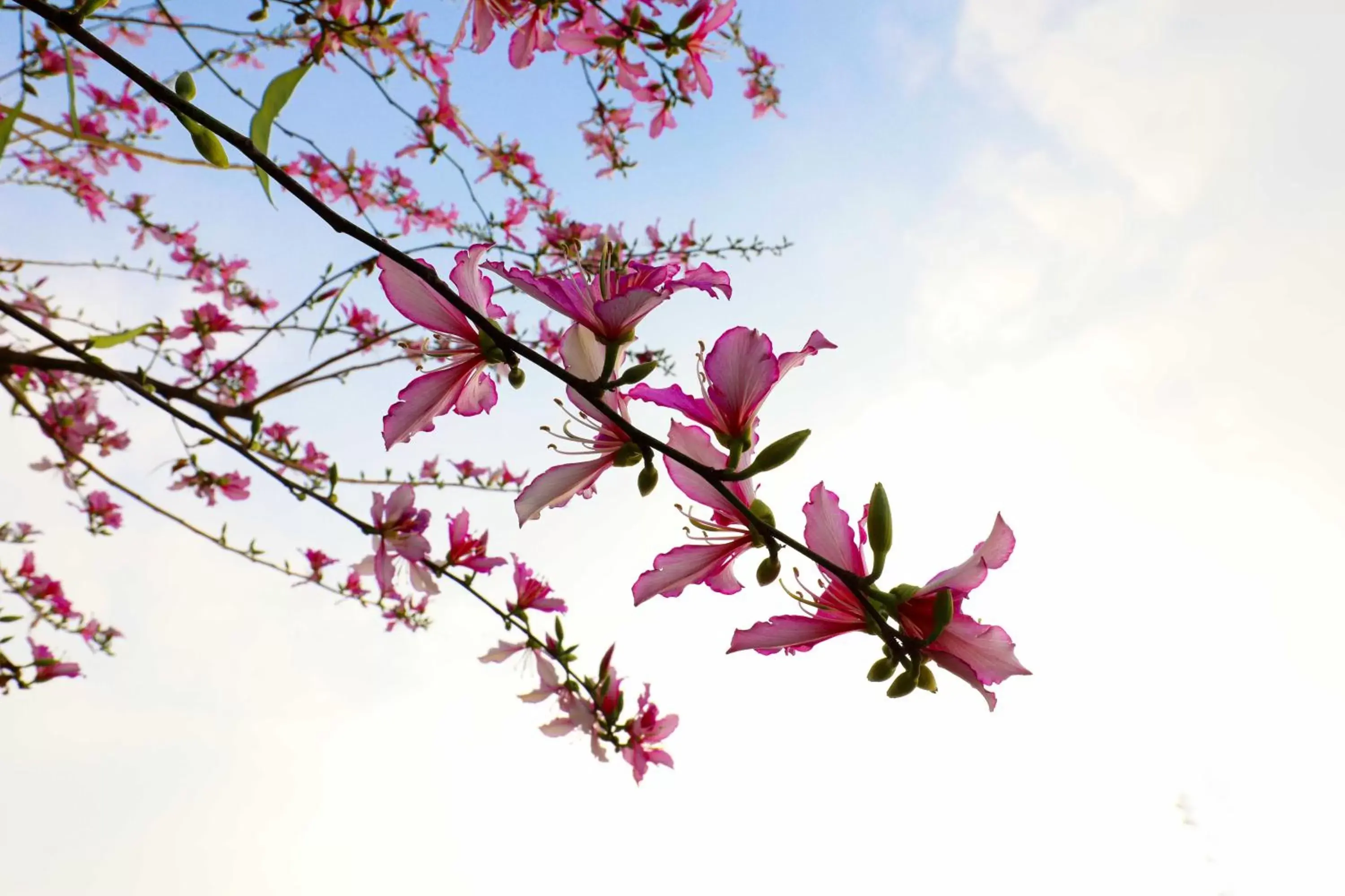 Natural landscape in Crowne Plaza Foshan Nanhai, an IHG Hotel