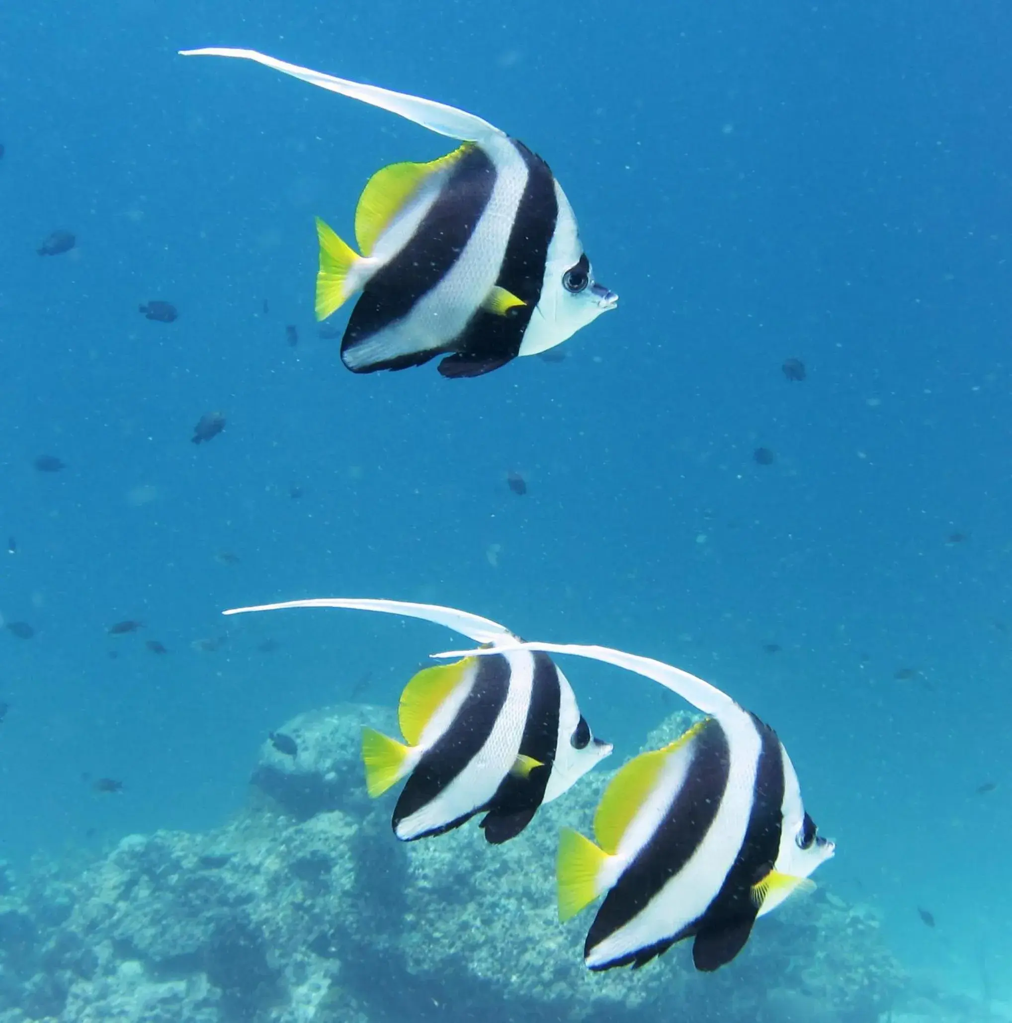 Snorkeling, Other Animals in Lanta Corner Resort