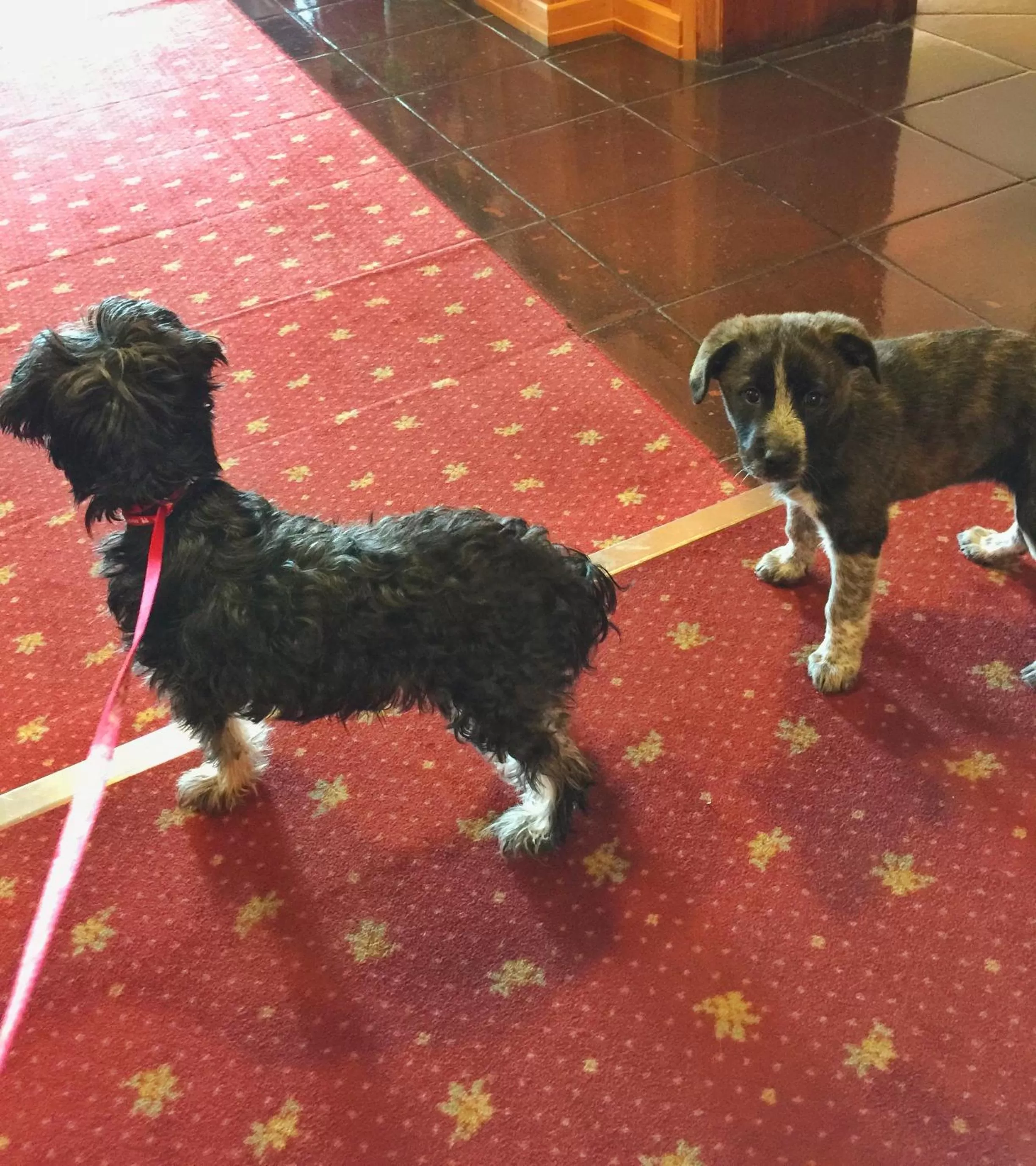 Pets in Hotel Kristina