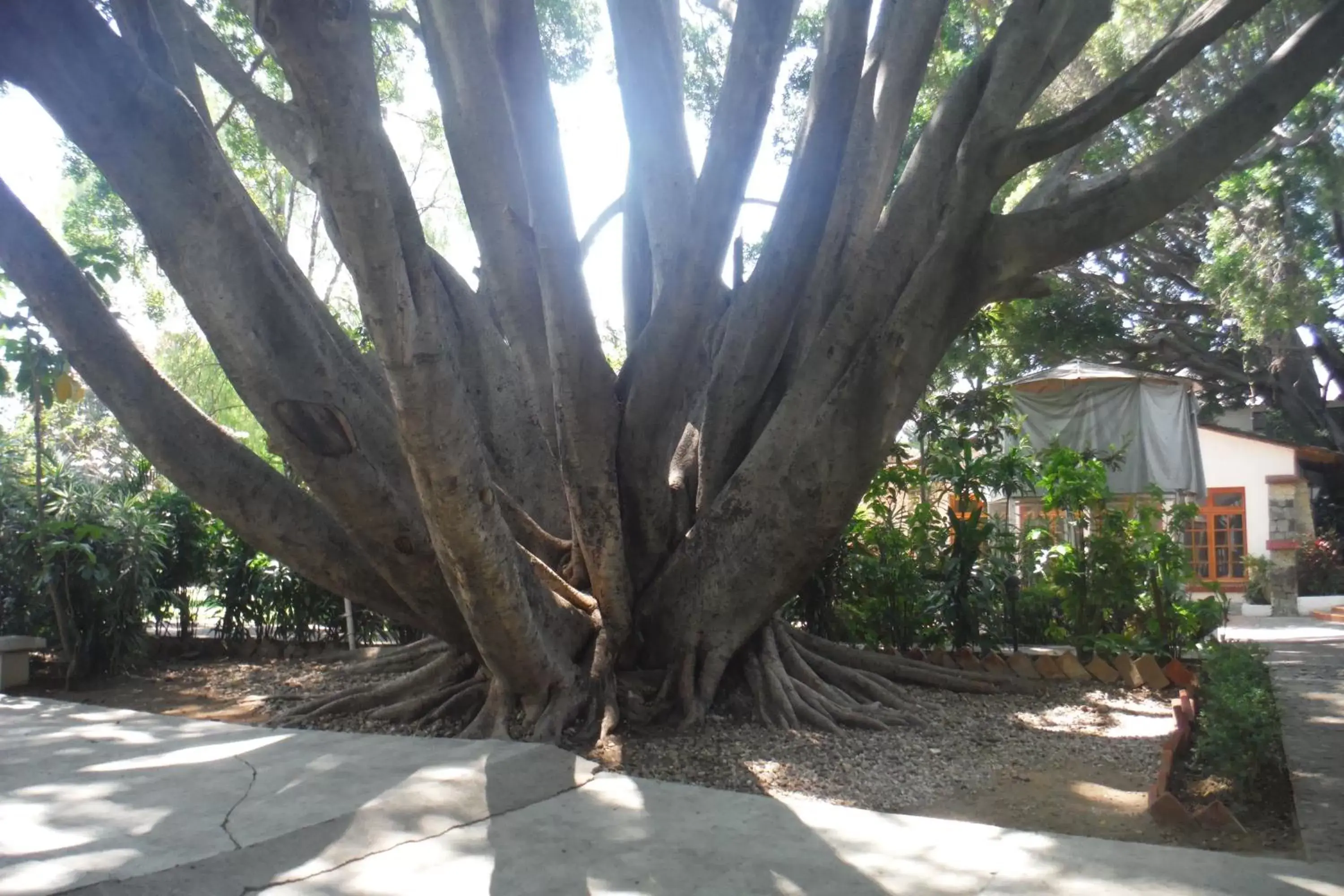 Garden in Mision De Los Angeles