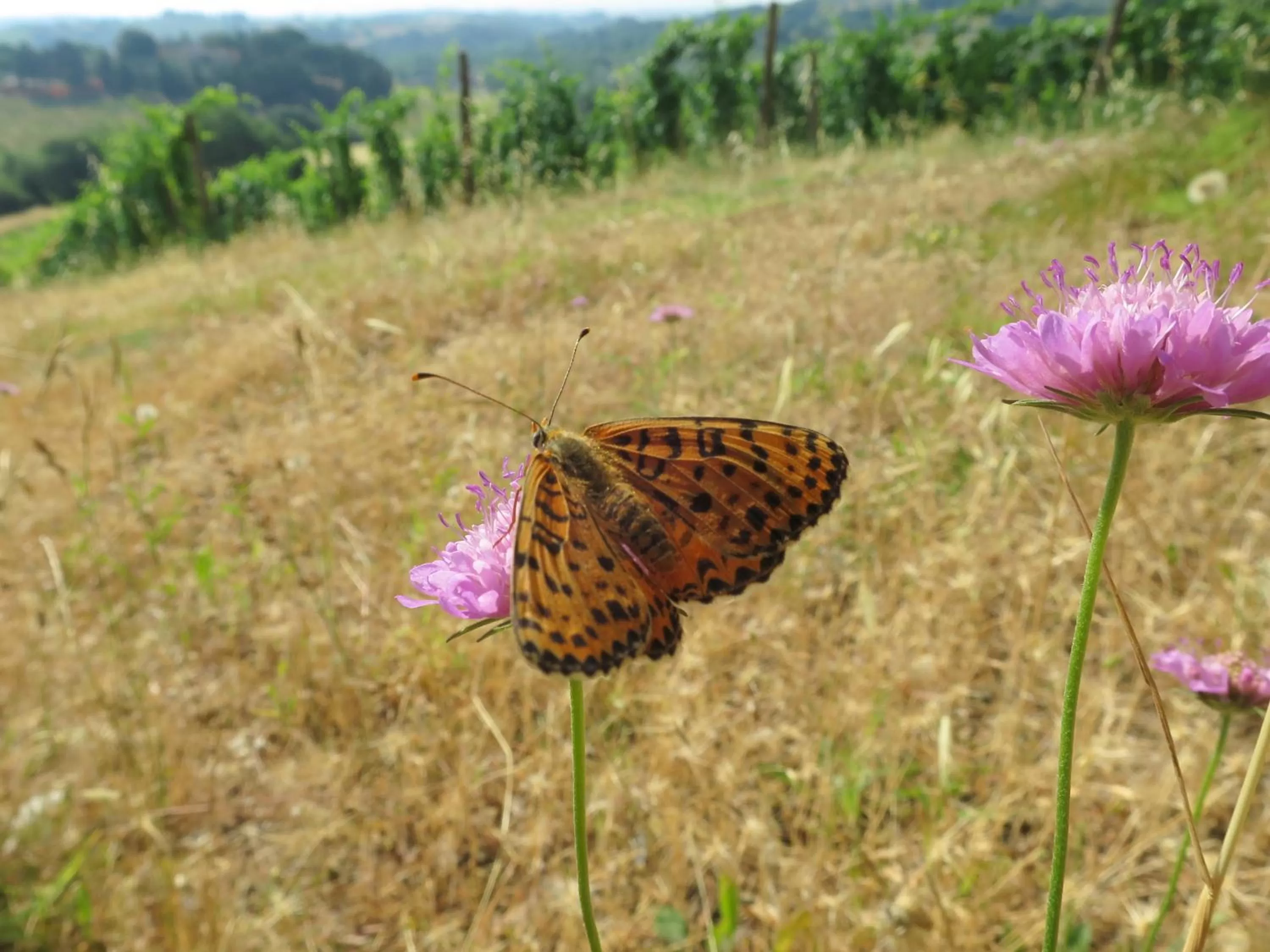 Animals in Borgo La Torre alle Tolfe