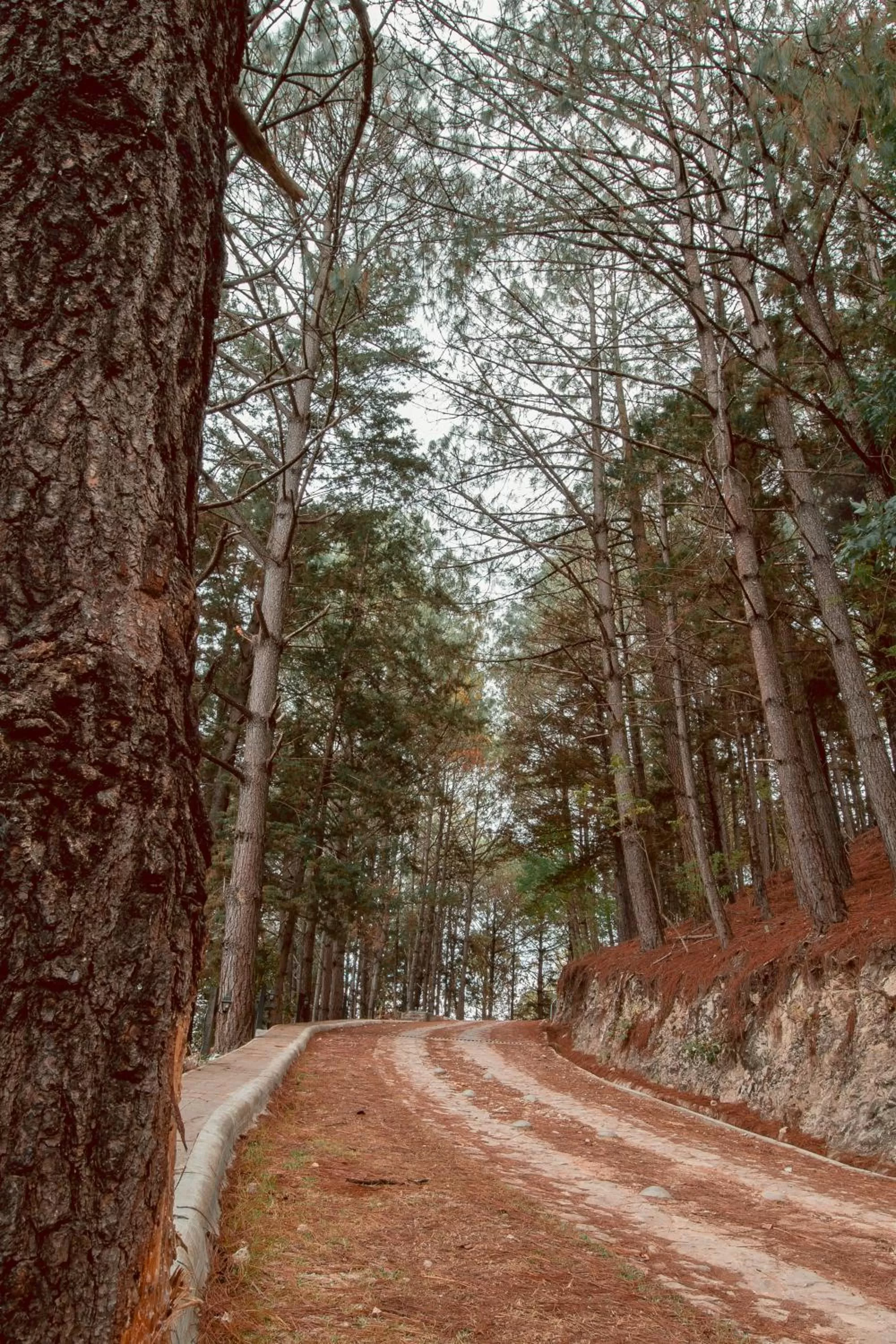 Garden in Hotel Rocaval San Cristóbal de las Casas