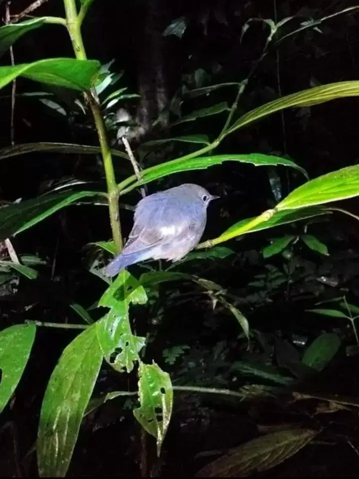 Other Animals in Khaosok Rainforest Resort