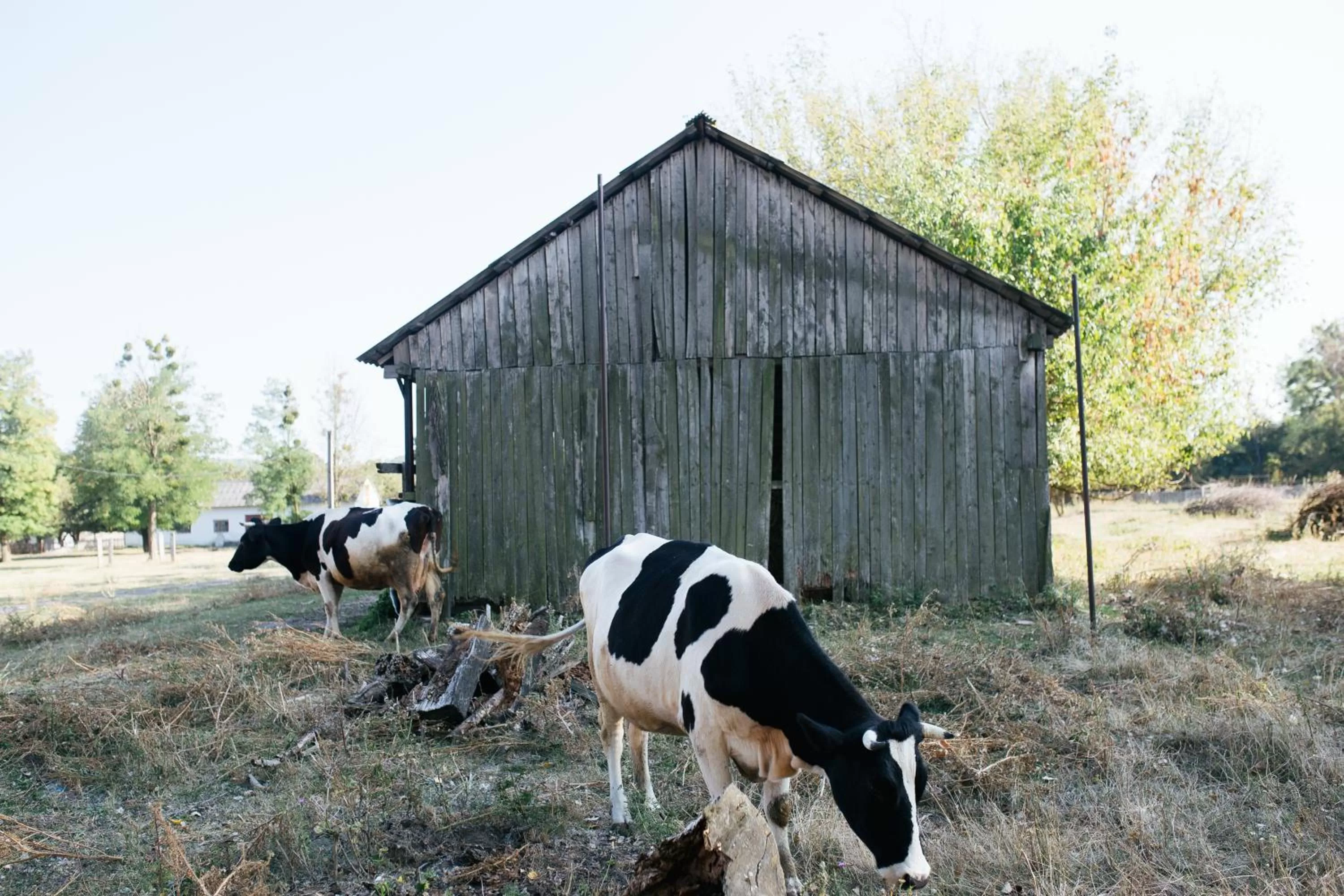 Property building in Fermerska Hata