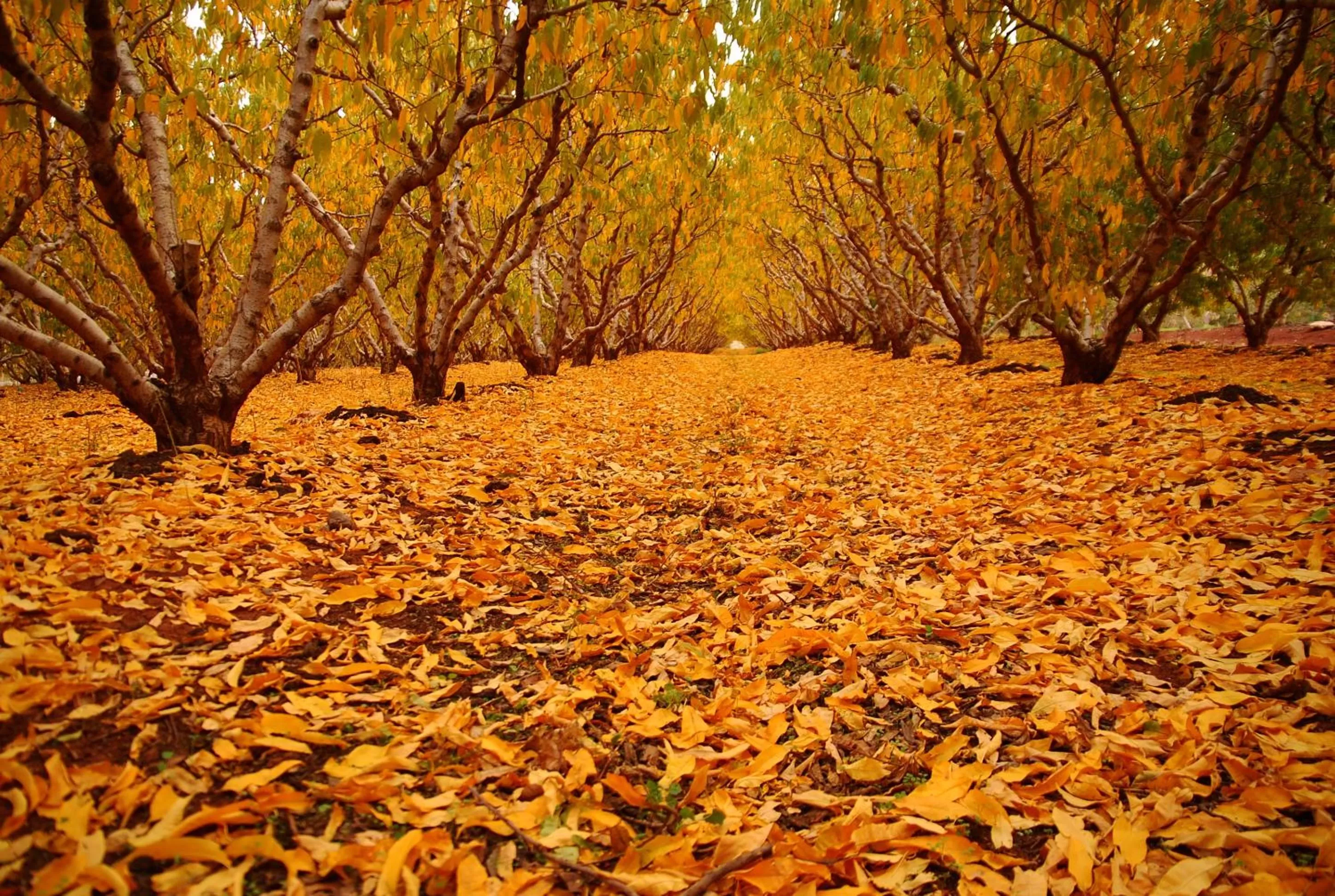 Natural landscape in HaBaronit