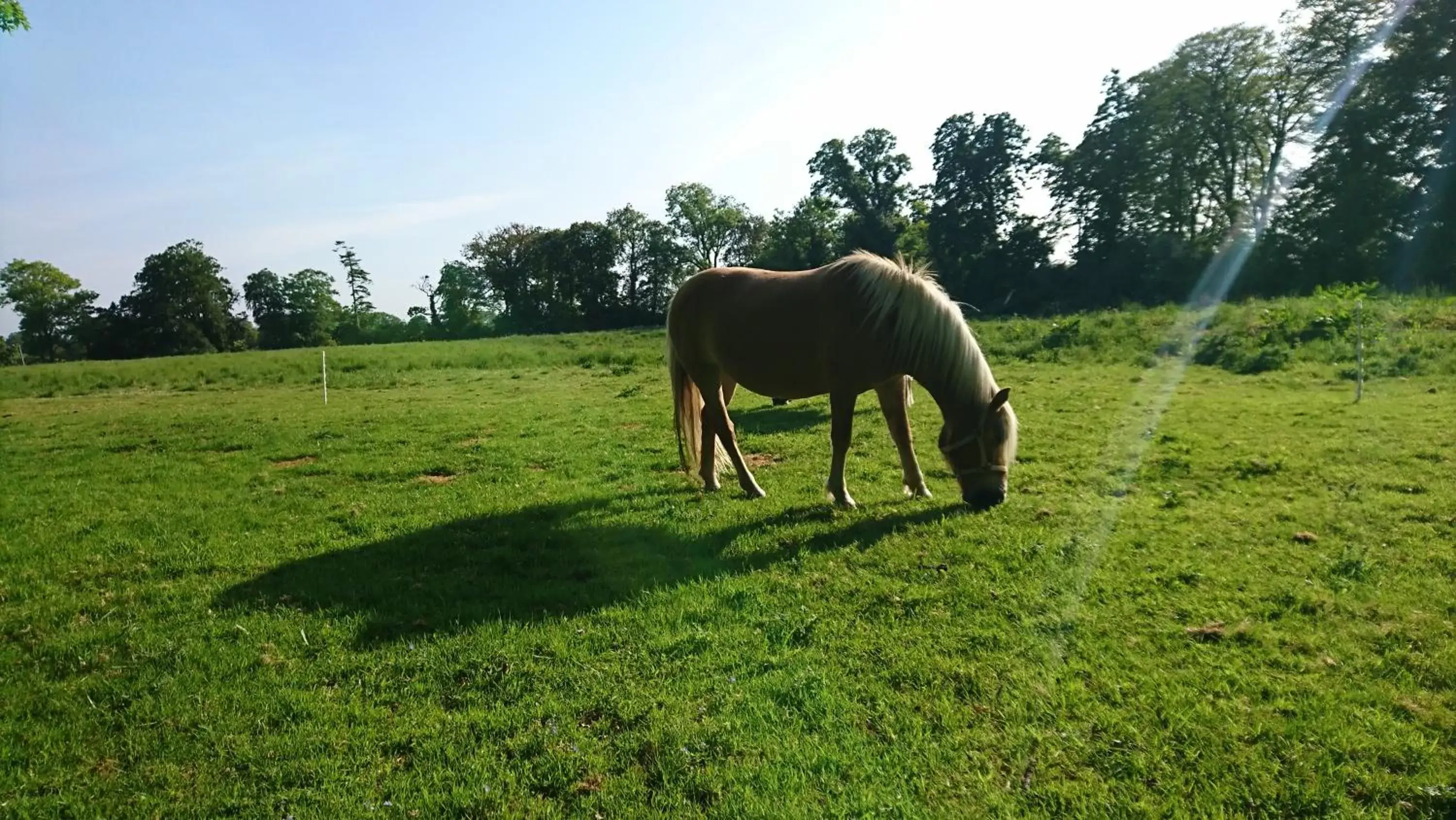 Animals, Other Animals in Leixlip Manor Hotel