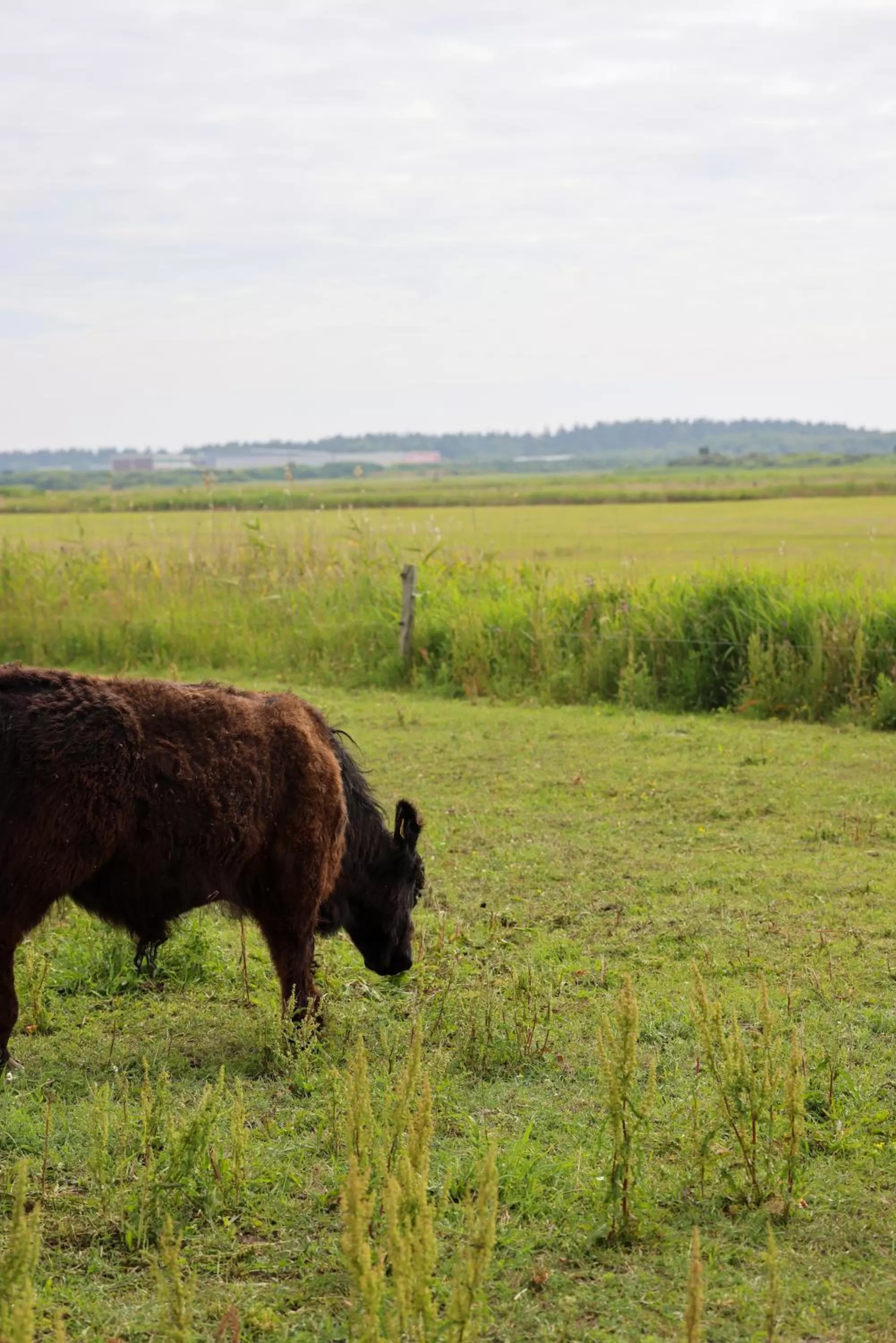 Animals in Mimosa Hotel