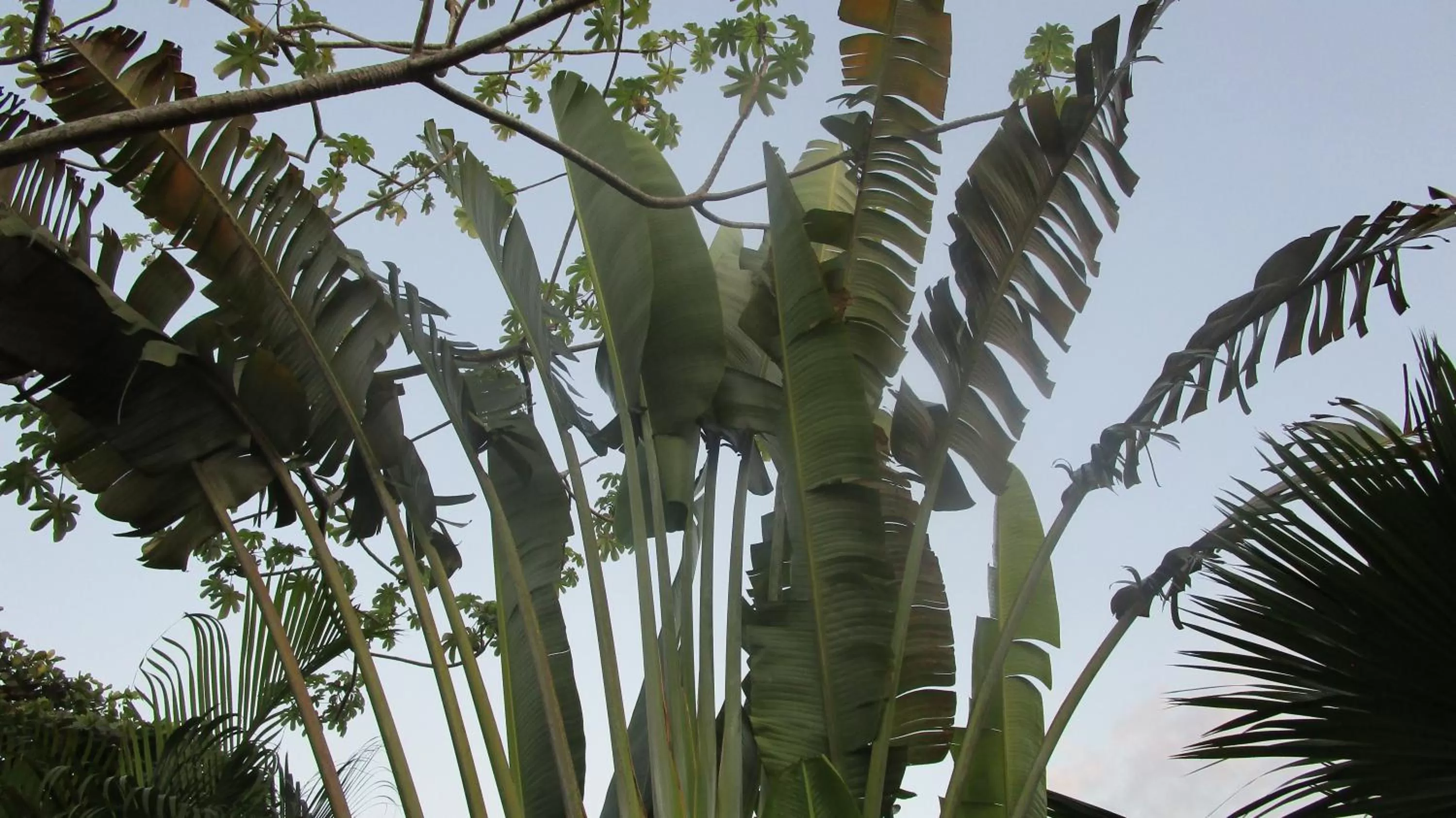 Garden in Sueño Tranquilo