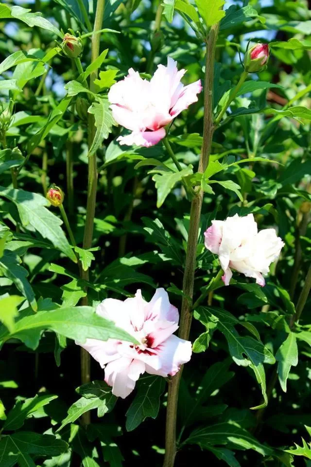 Other in Joia Hotel & Luxury Apartments RTA