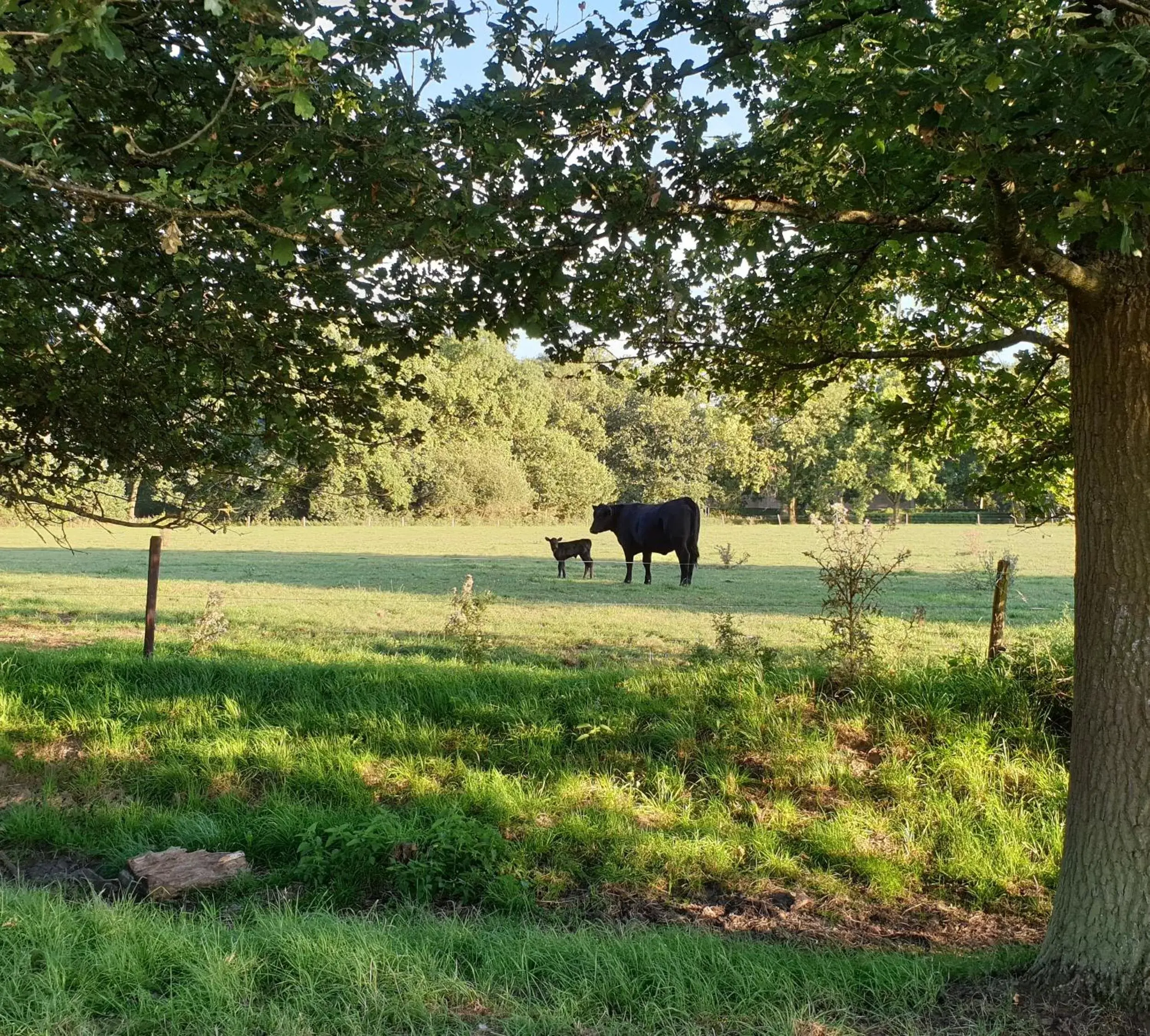 Pets, Other Animals in B&B de Scherpenhof