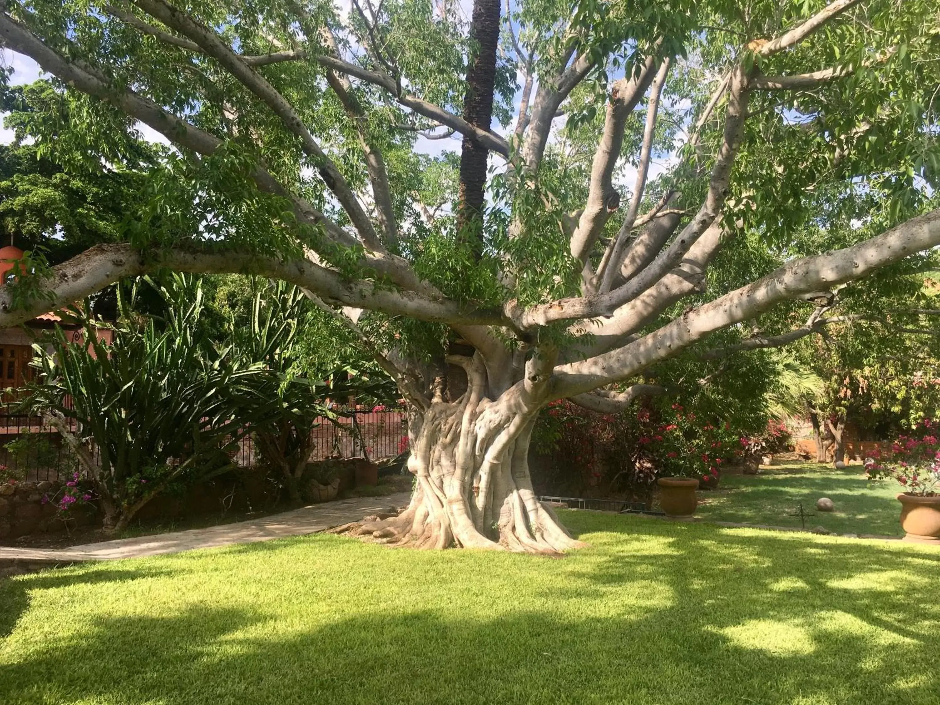 Garden in Hacienda de los Santos