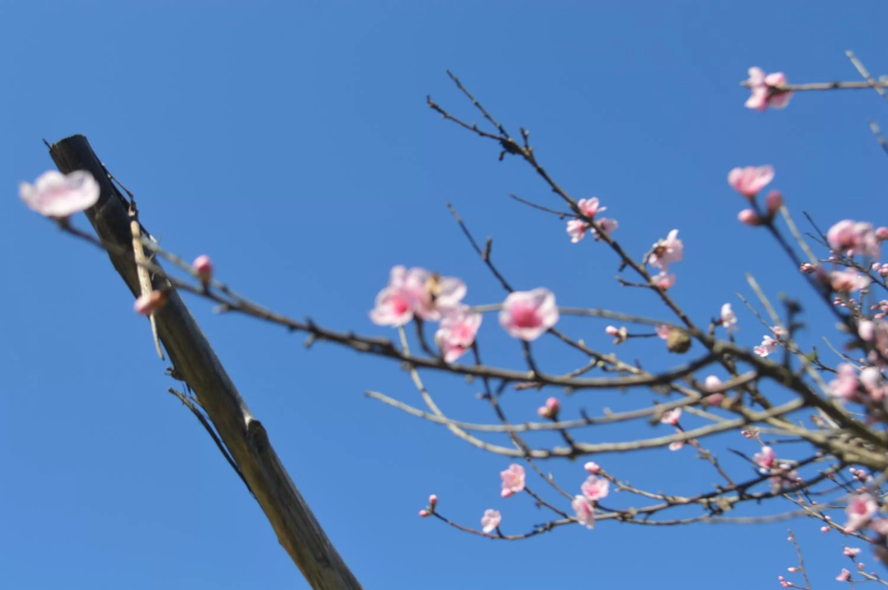 Coyunche Cabañas y Camping Laja & San Rosendo