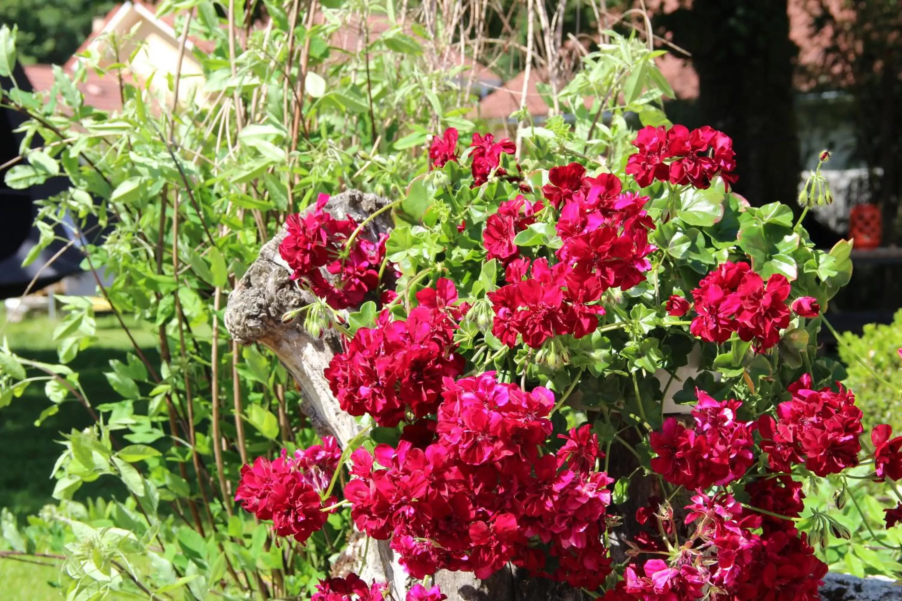 Garden in Les Tilleuls