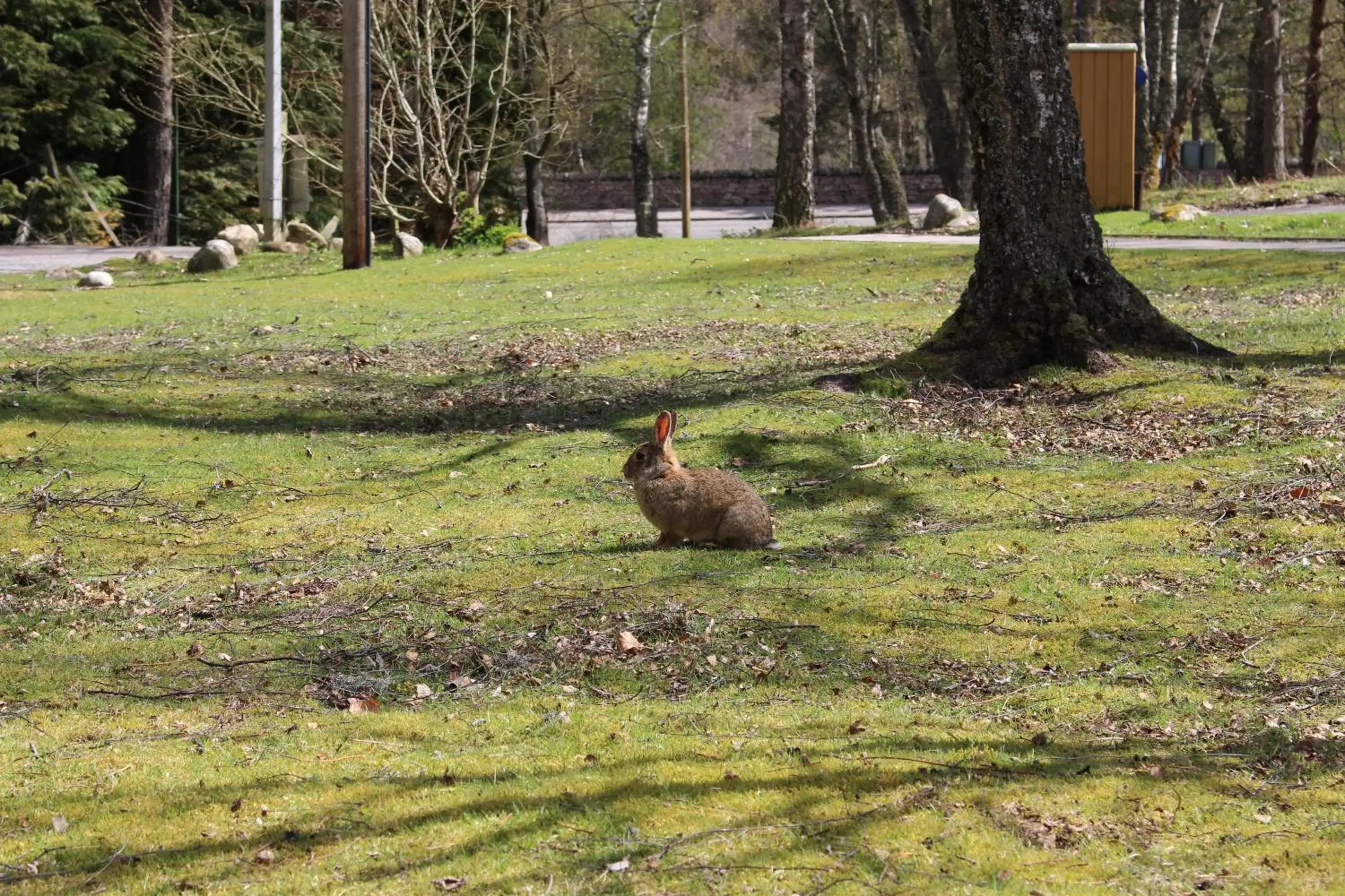 Animals, Other Animals in Aviemore Youth Hostel