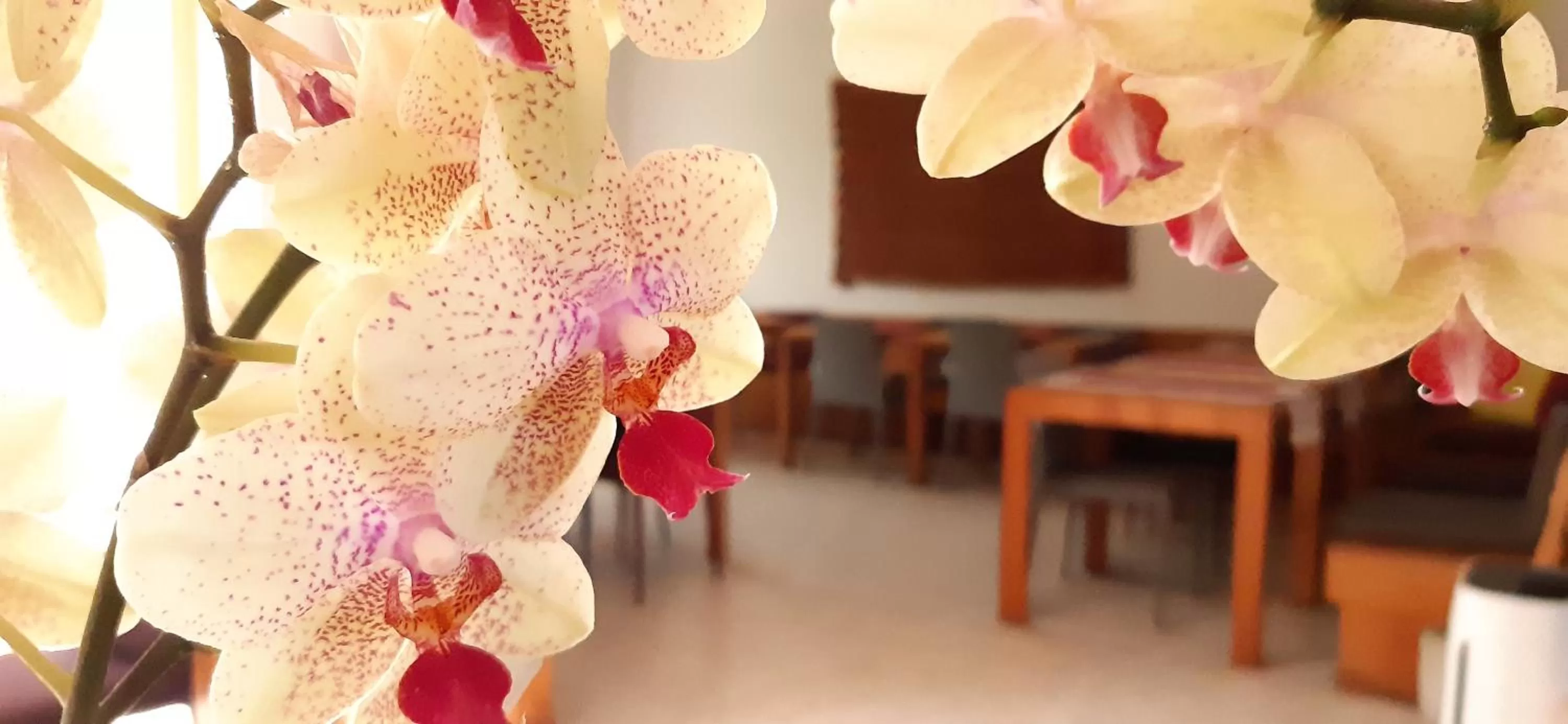 Restaurant/places to eat in Hotel Gracanica