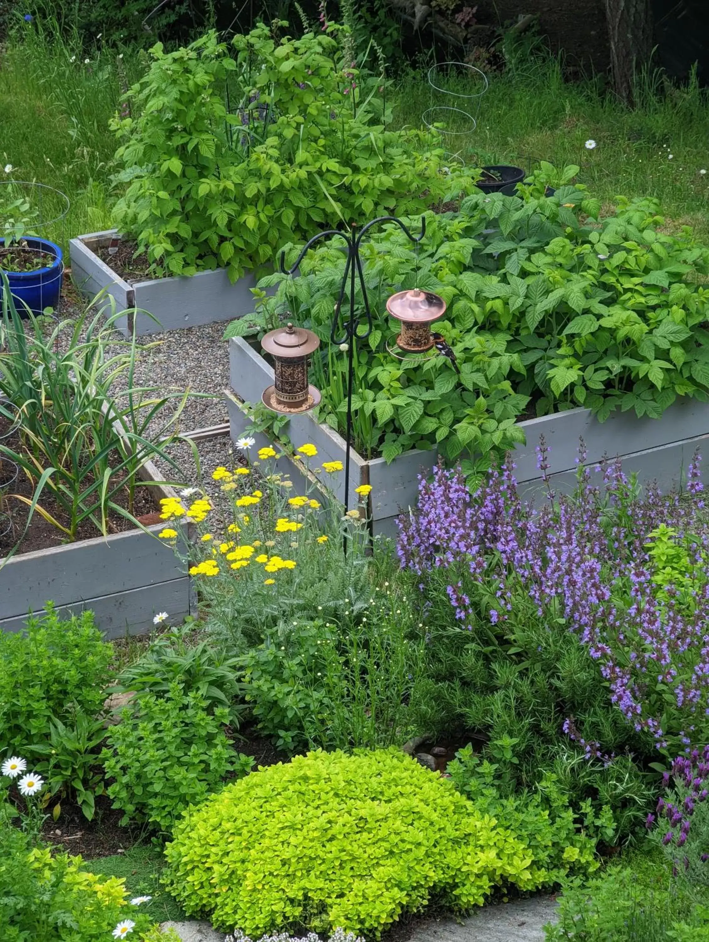 Garden in Maple Rise Guesthouse