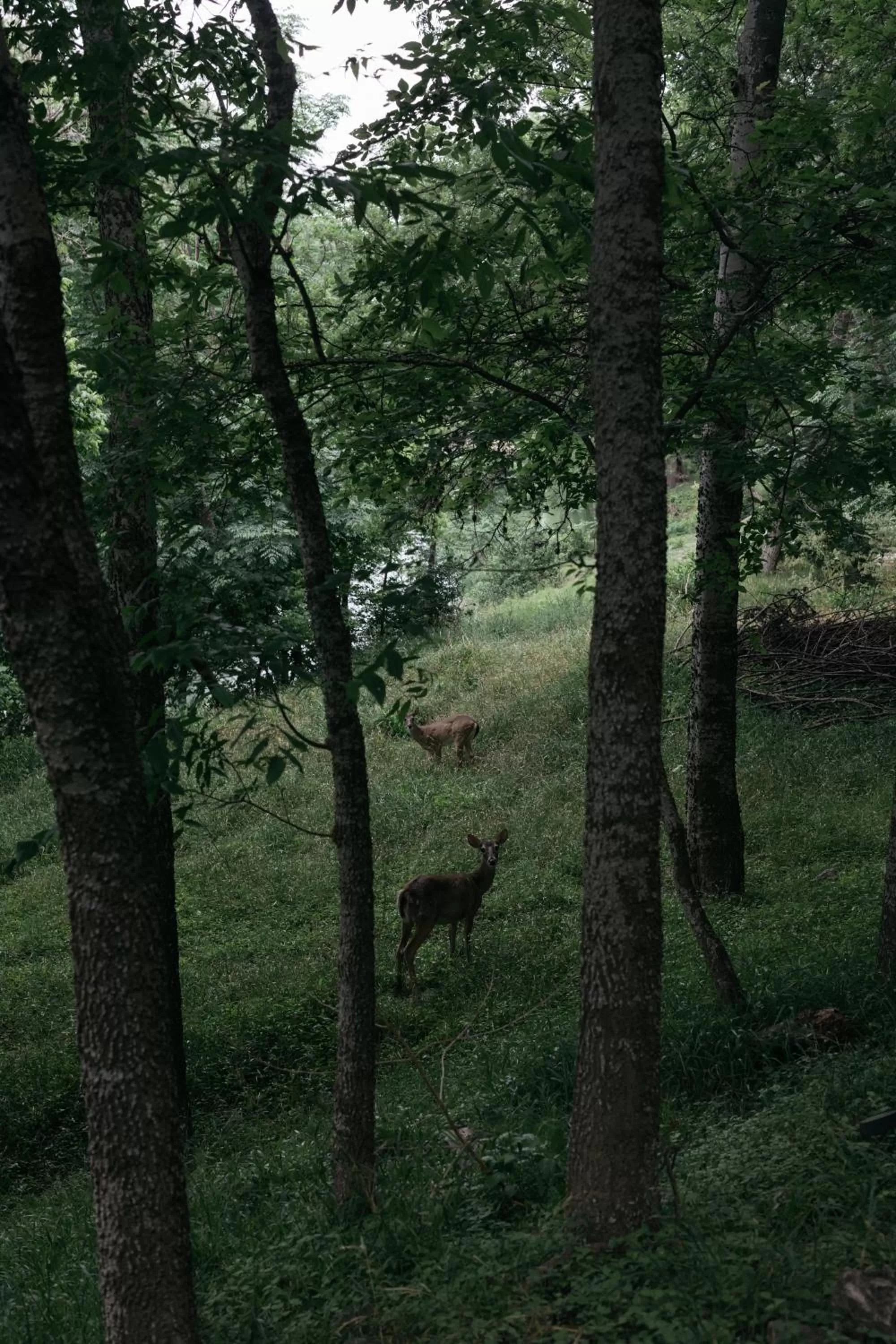 River view in Gruene River Inn
