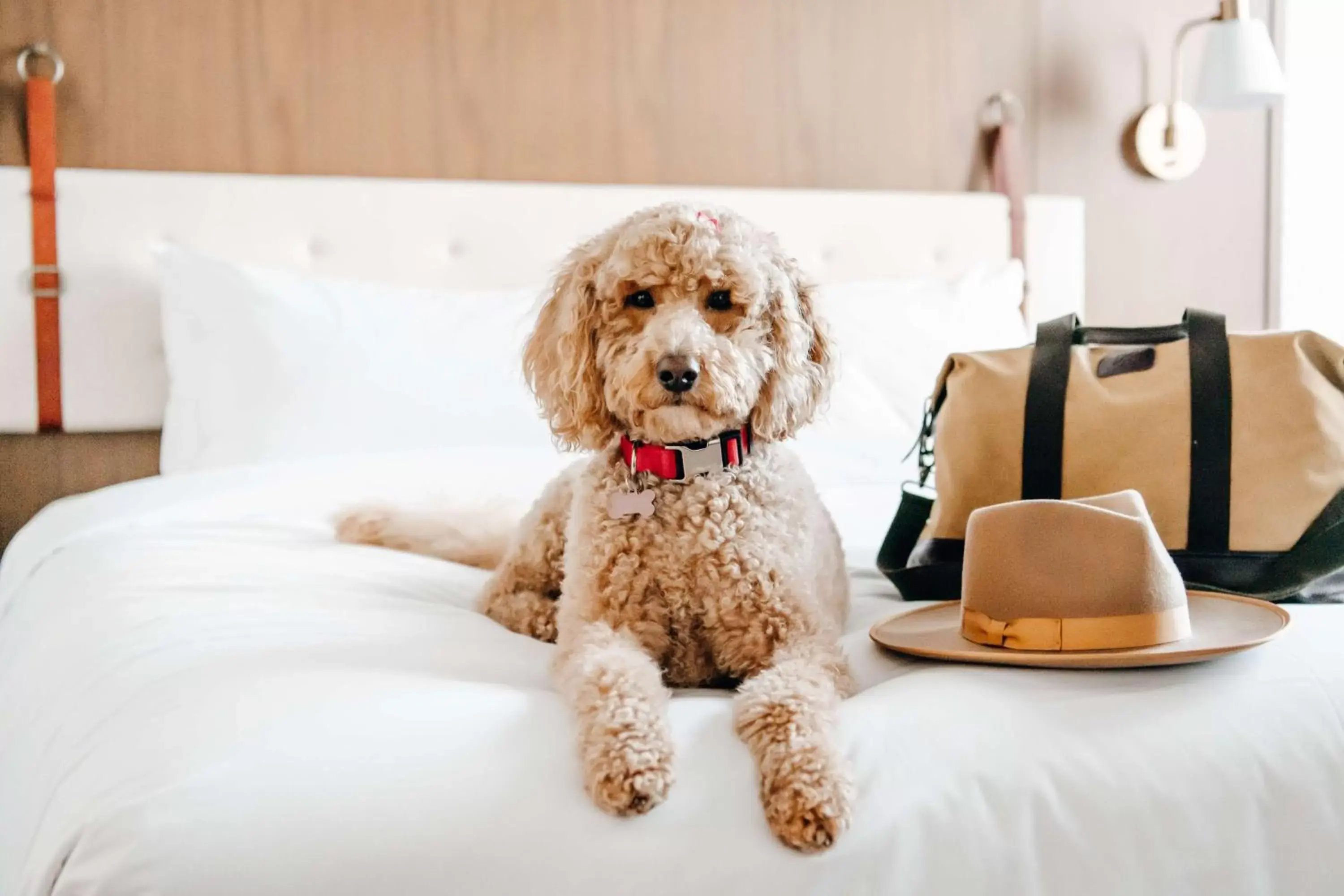 Bedroom, Pets in Hyatt Centric Downtown Denver