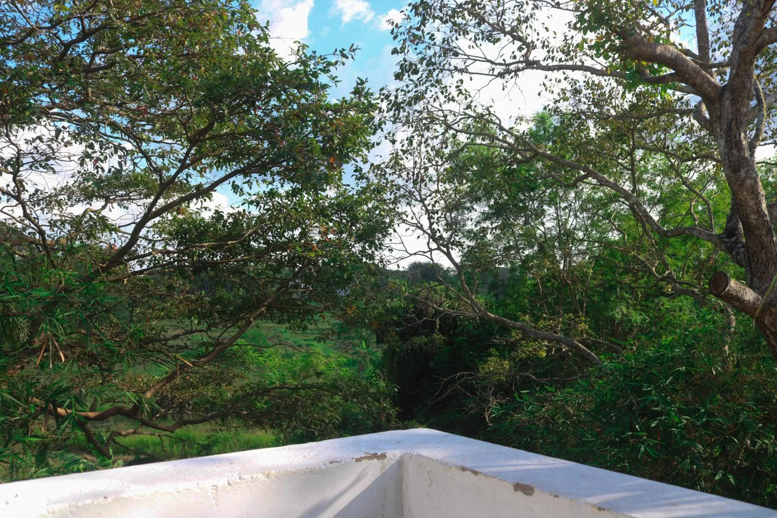 Garden in Divine Villa