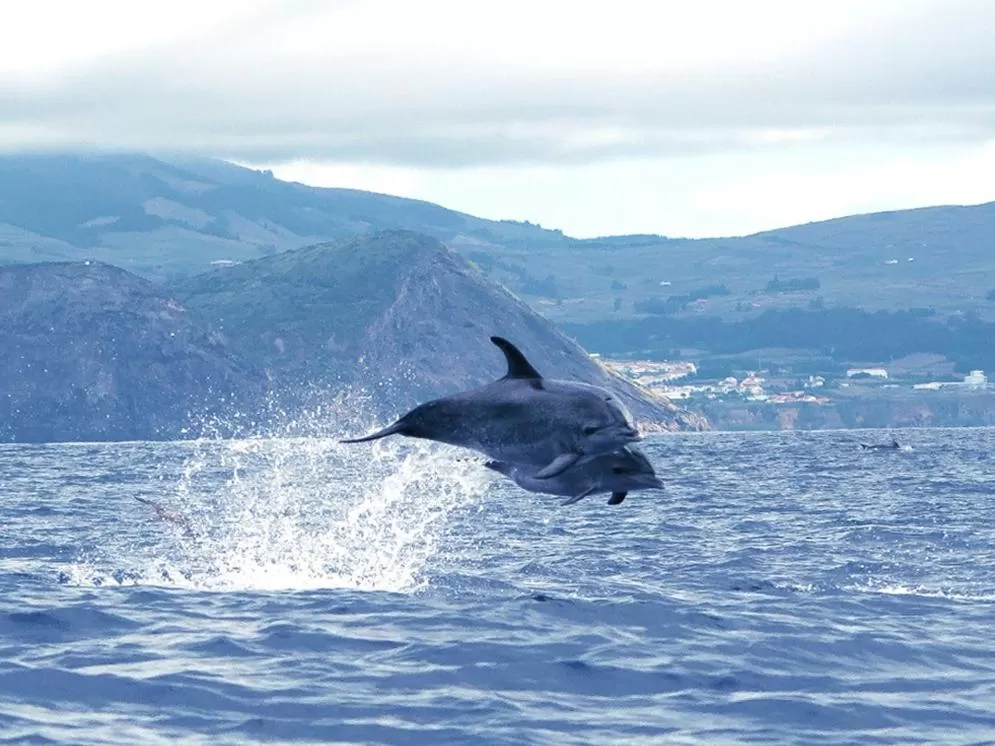 Nearby landmark, Other Animals in Costa & Isaias Apartamentos