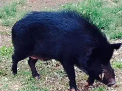 Animals, Other Animals in Aloha Junction Guest House - 5 min from Hawaii Volcanoes National Park