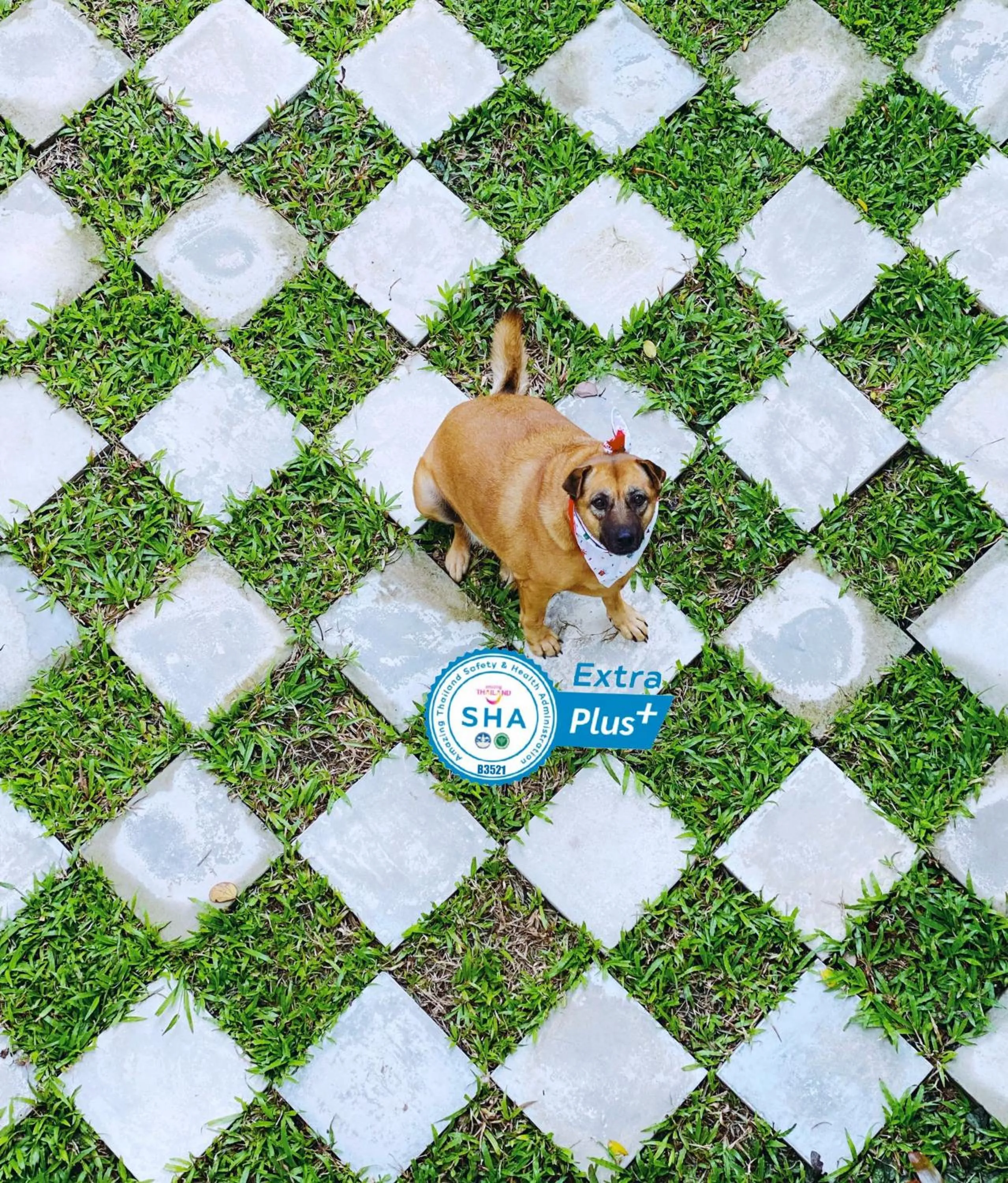 Garden in Ideo Phuket Hotel - Naiyang Beach