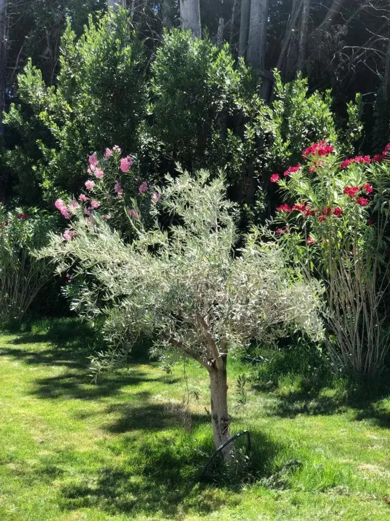 Garden in Villa Pauline